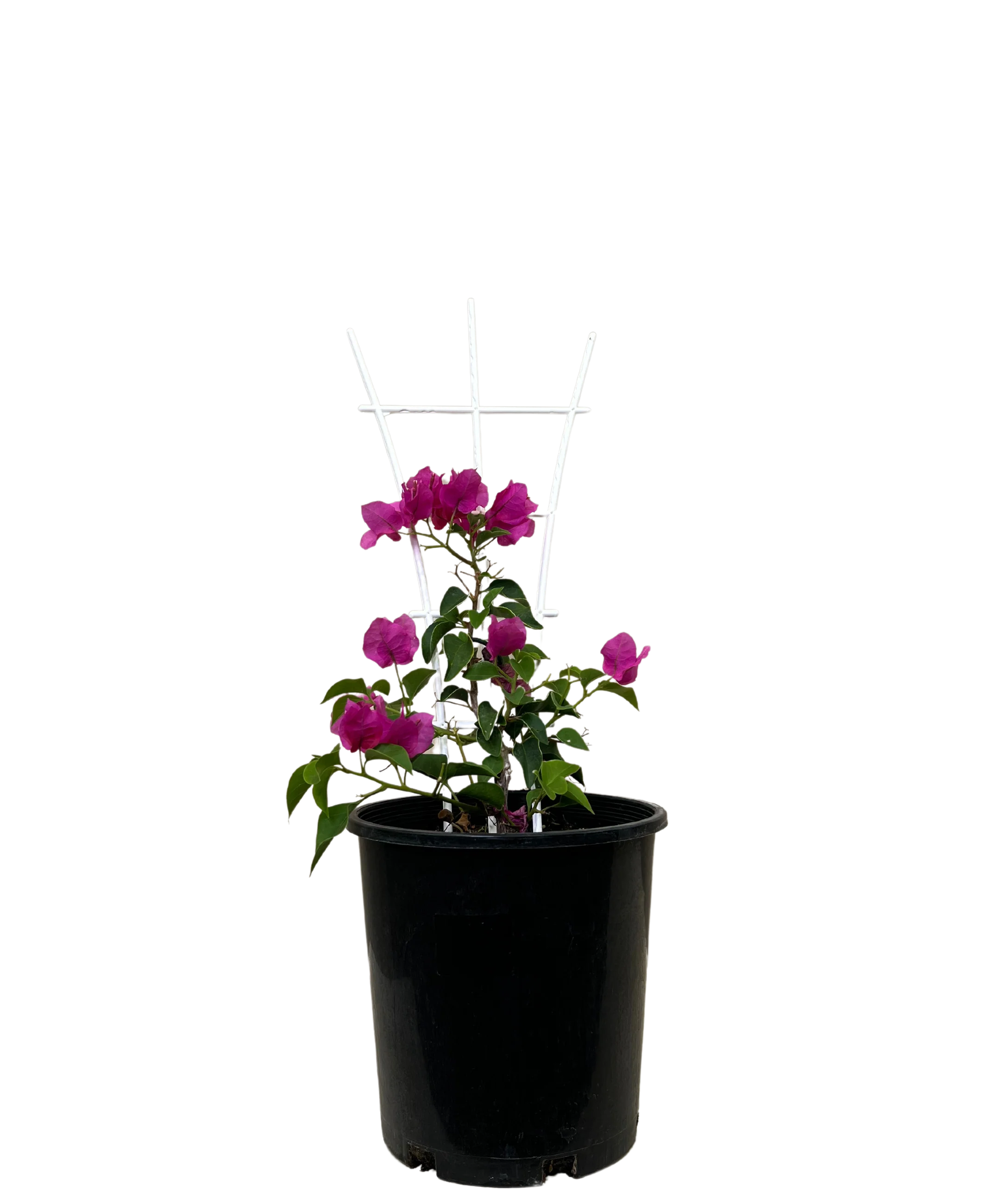Bougainvillea Bambino Jono