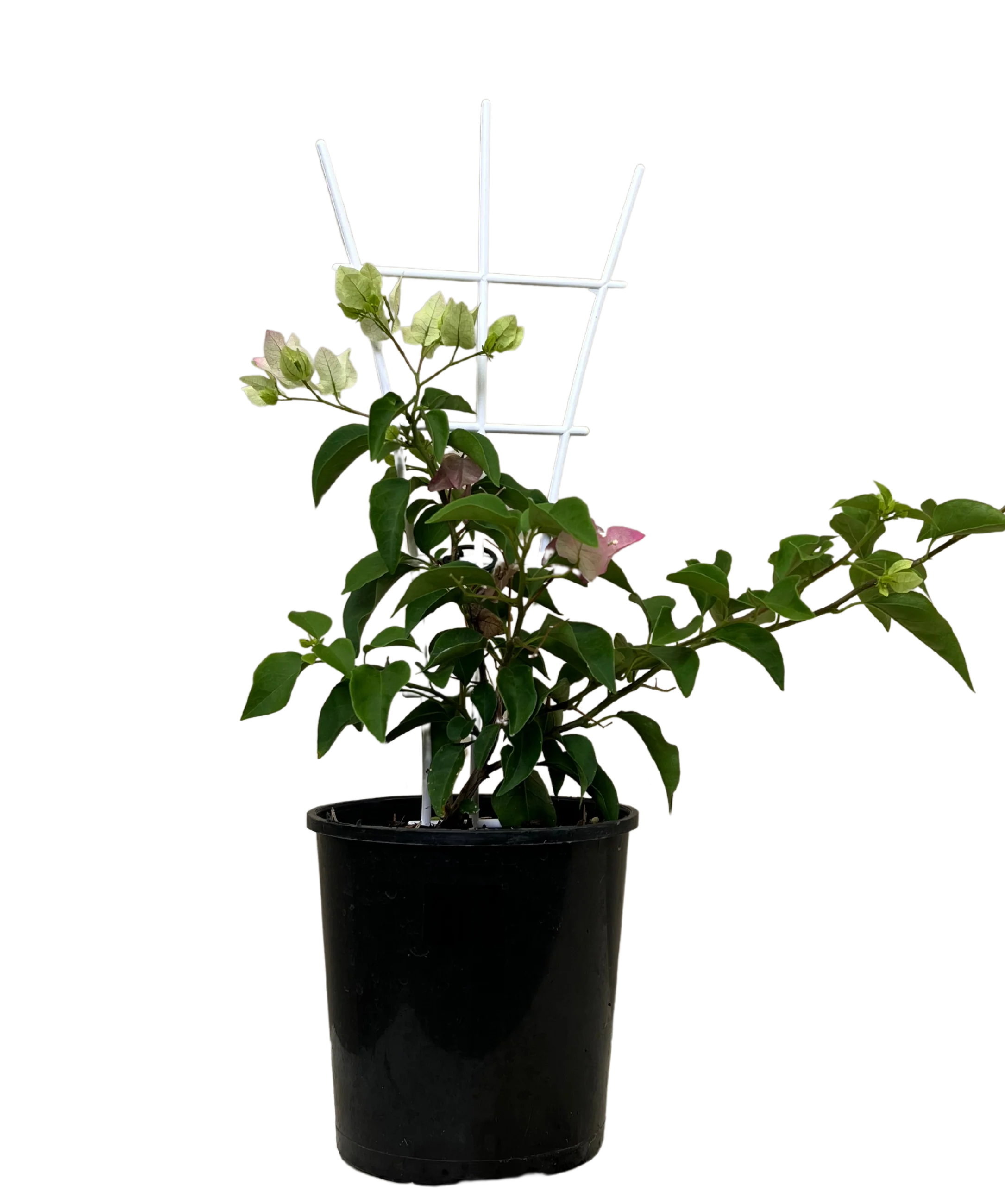 Bougainvillea Bambino Majik