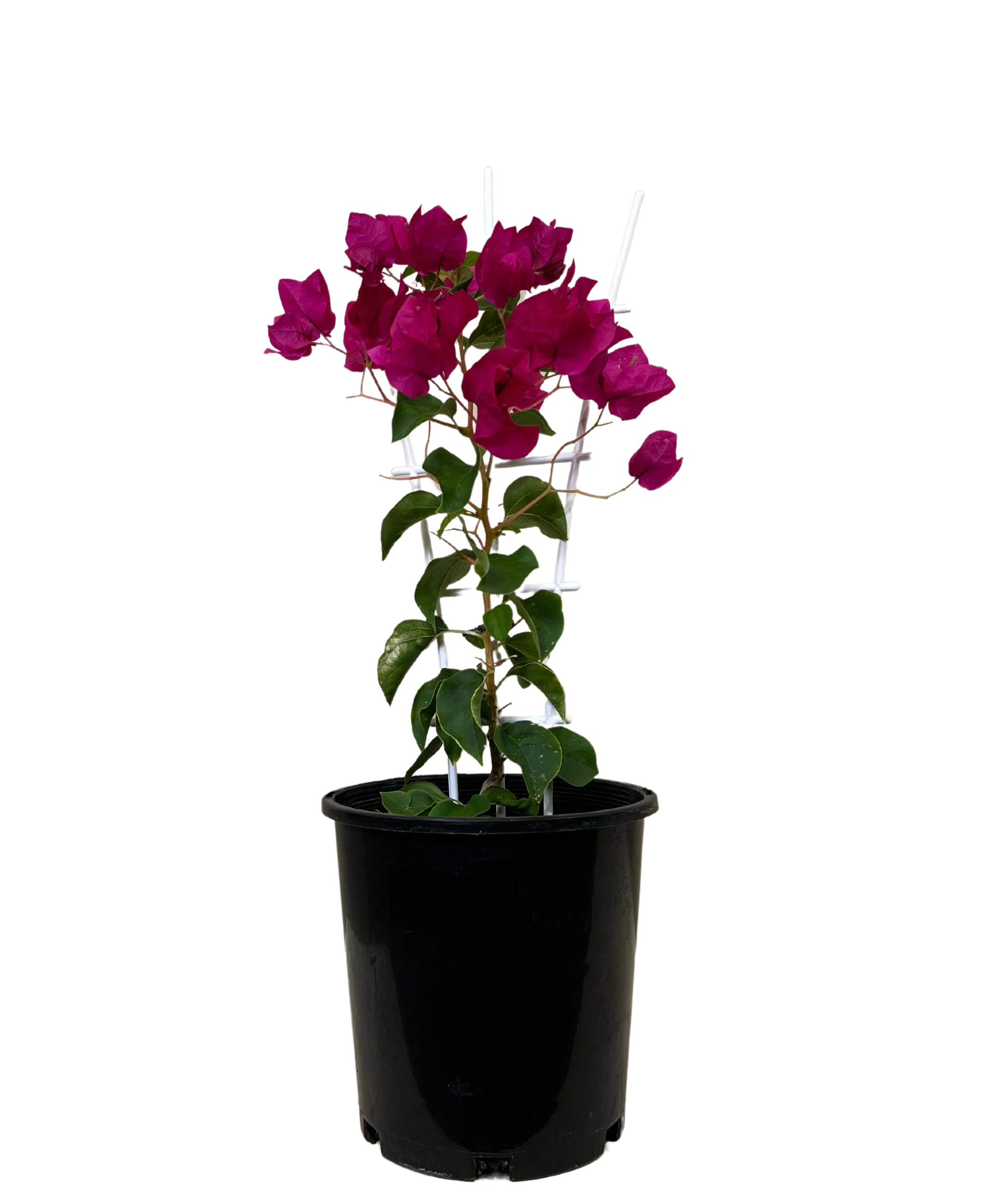 Bougainvillea Bambino Maudi