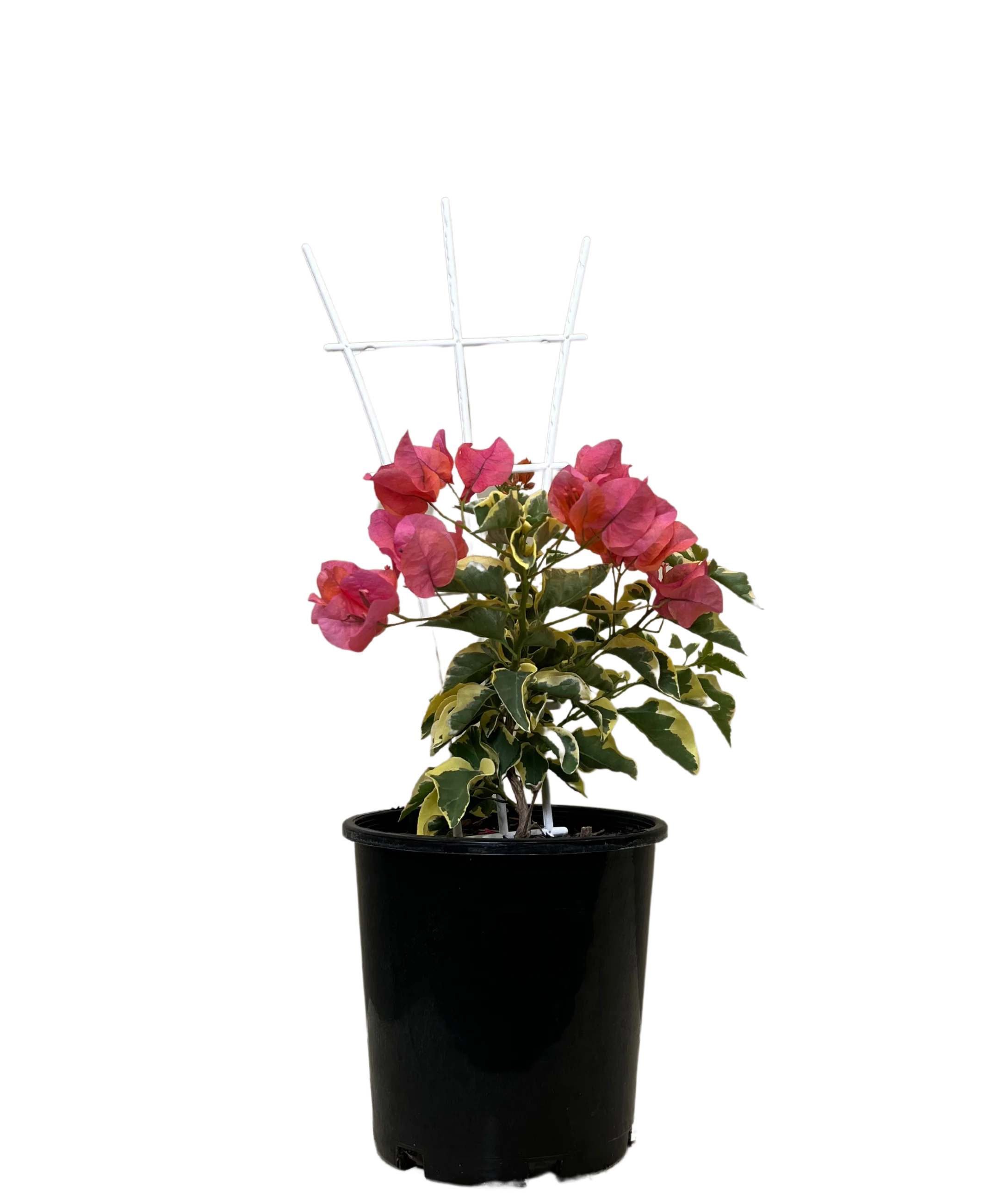 Bougainvillea Bambino Miski