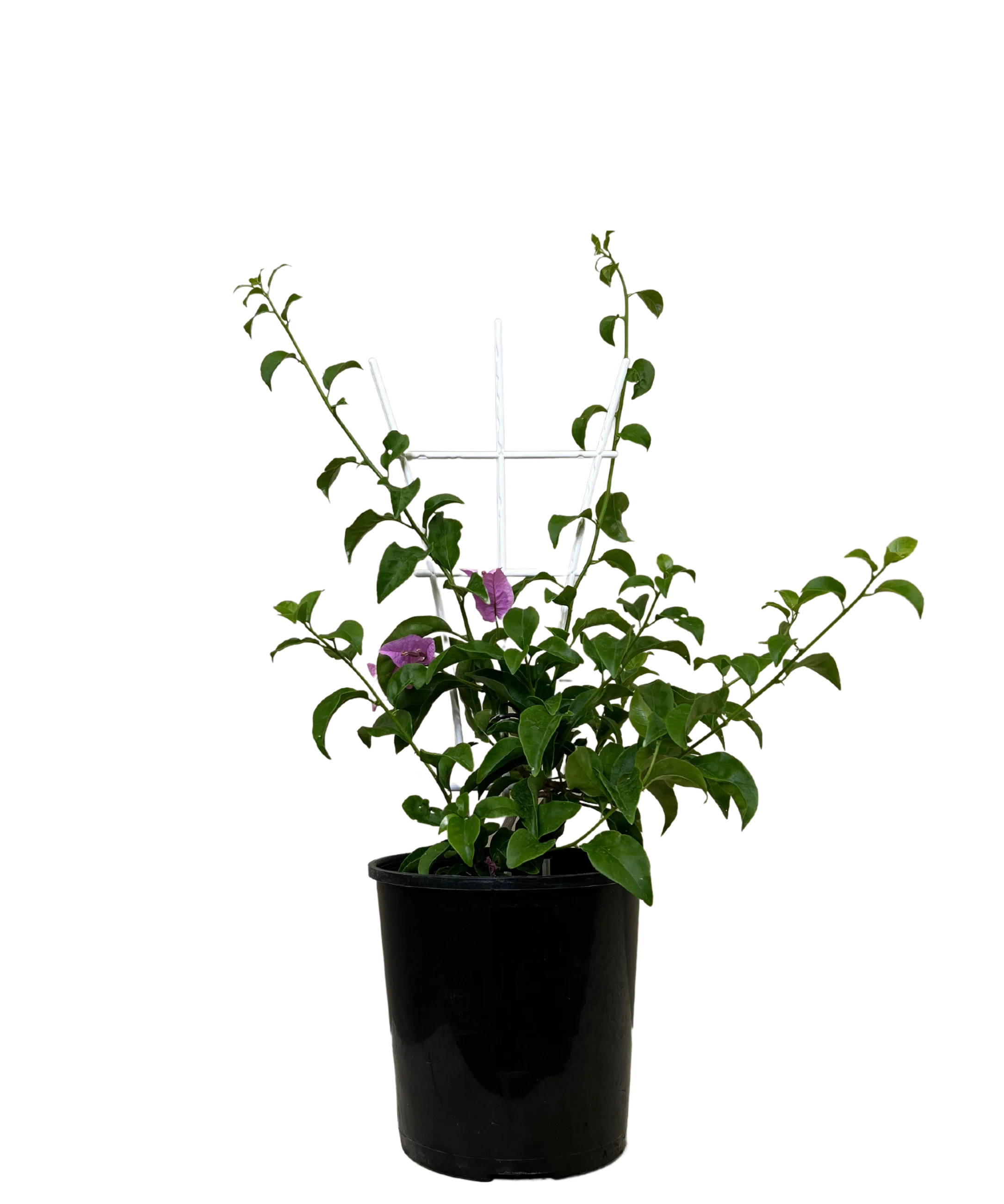 Bougainvillea Bambino Nonya