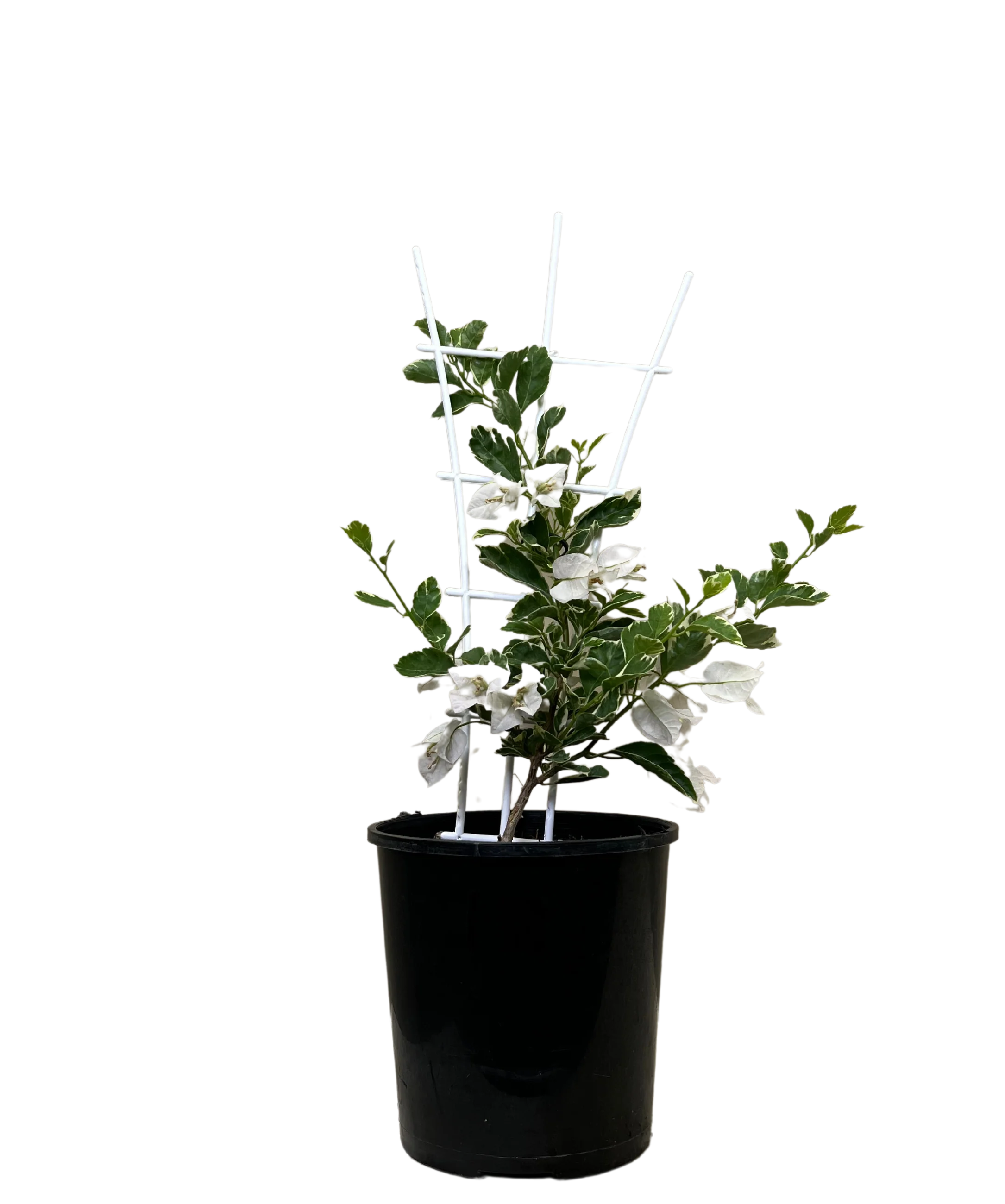 Bougainvillea Bambino Panda