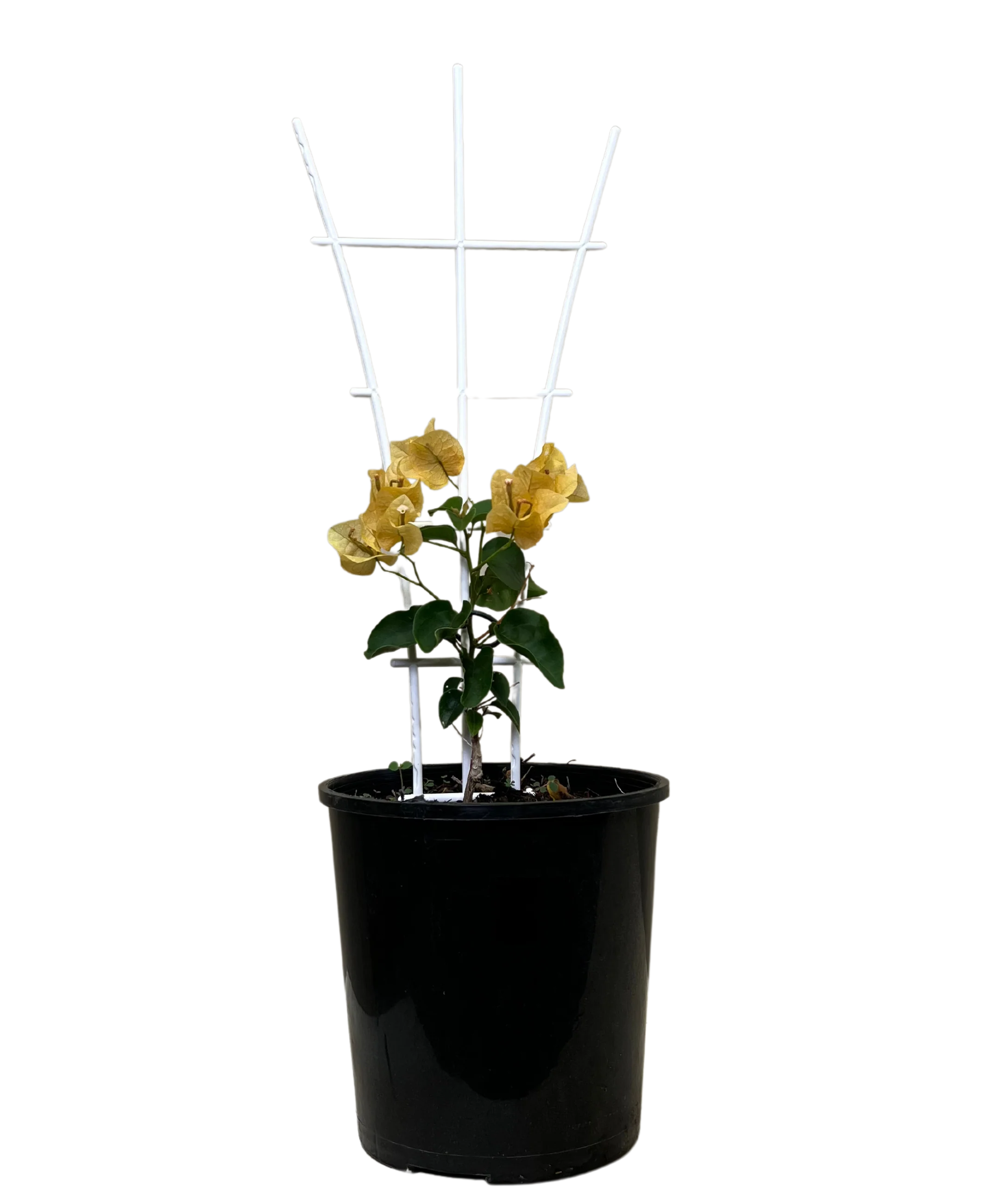Bougainvillea Bambino Siggi