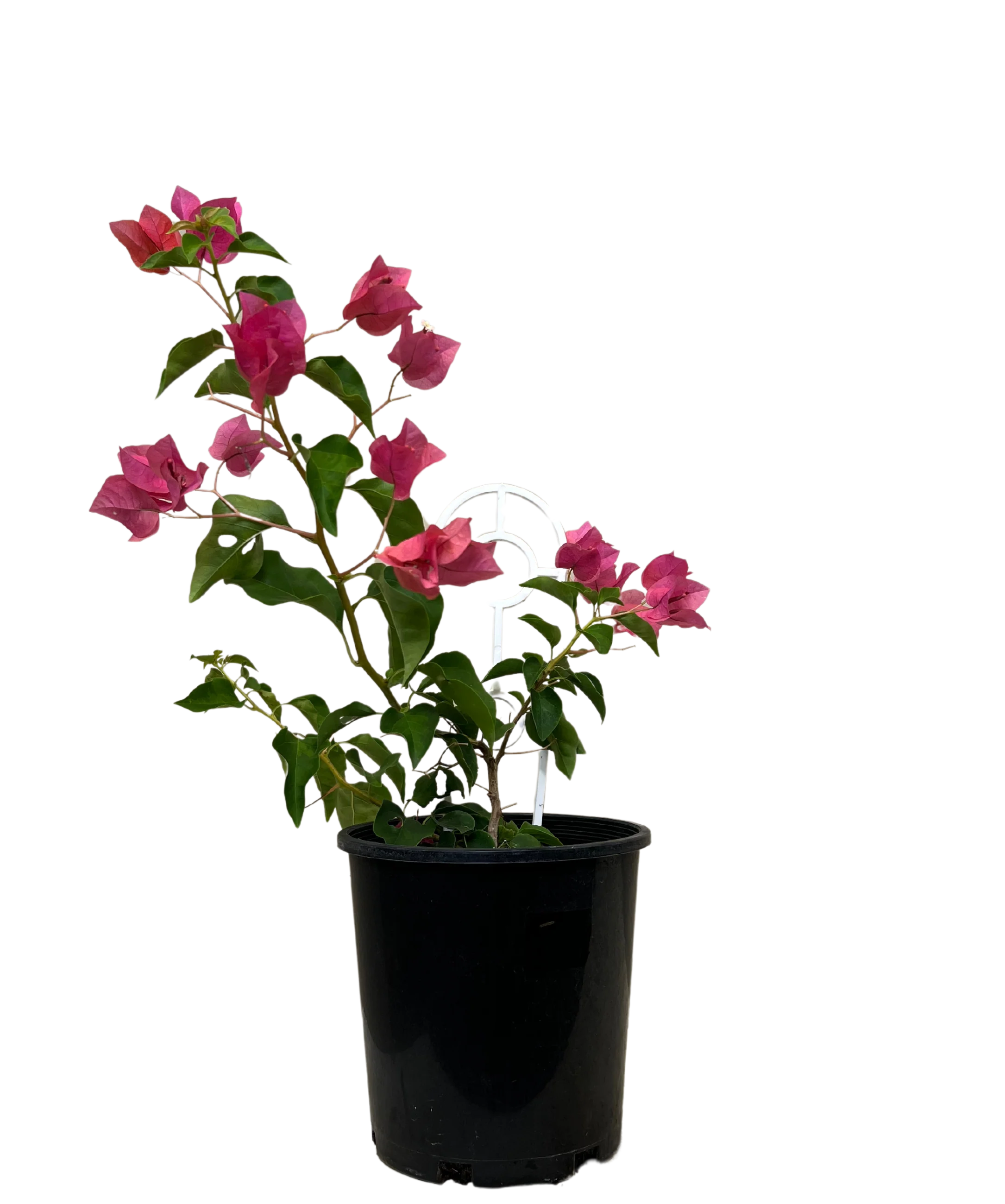 Bougainvillea Bambino Sunrise