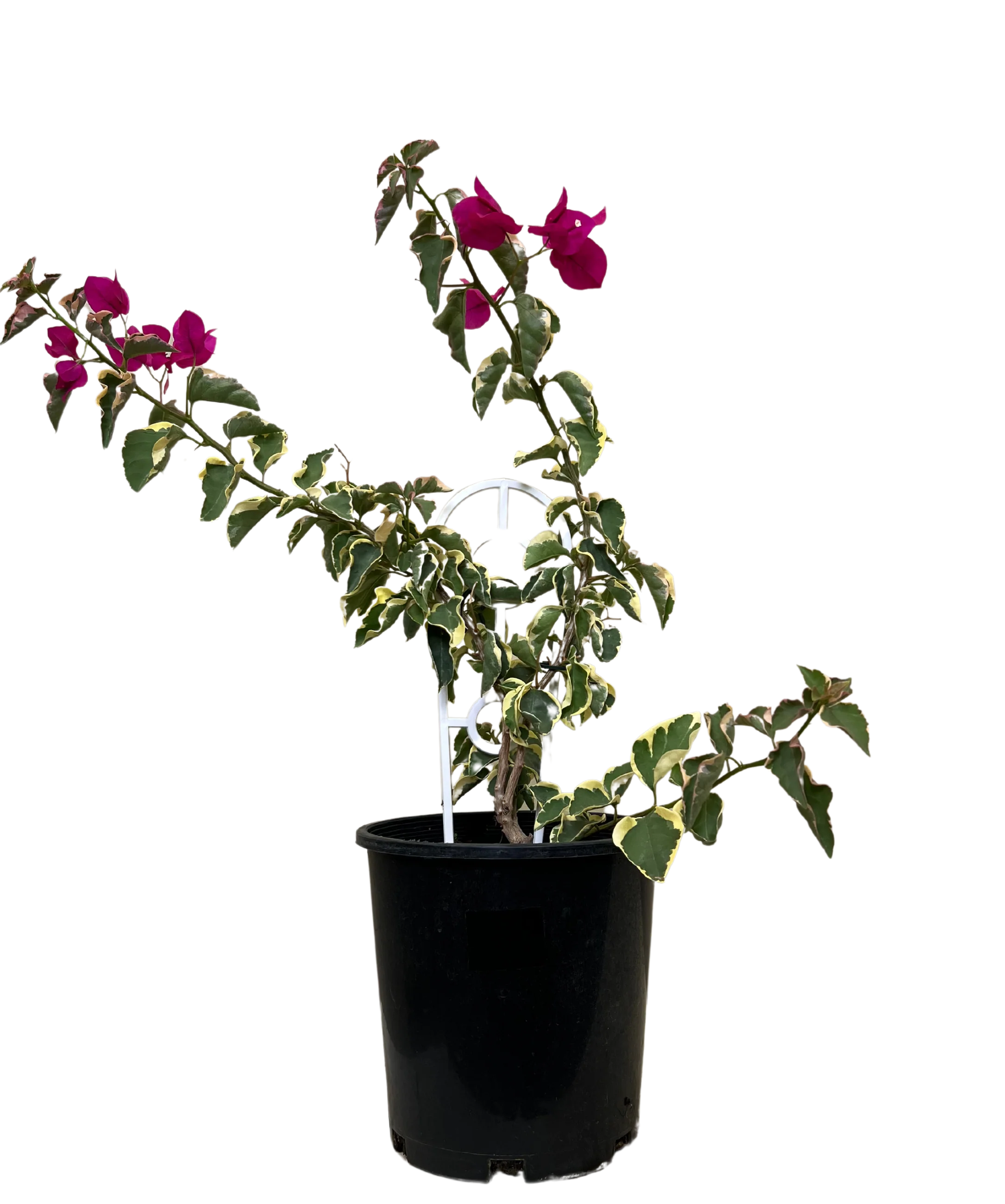 Bougainvillea Bambino Zuki
