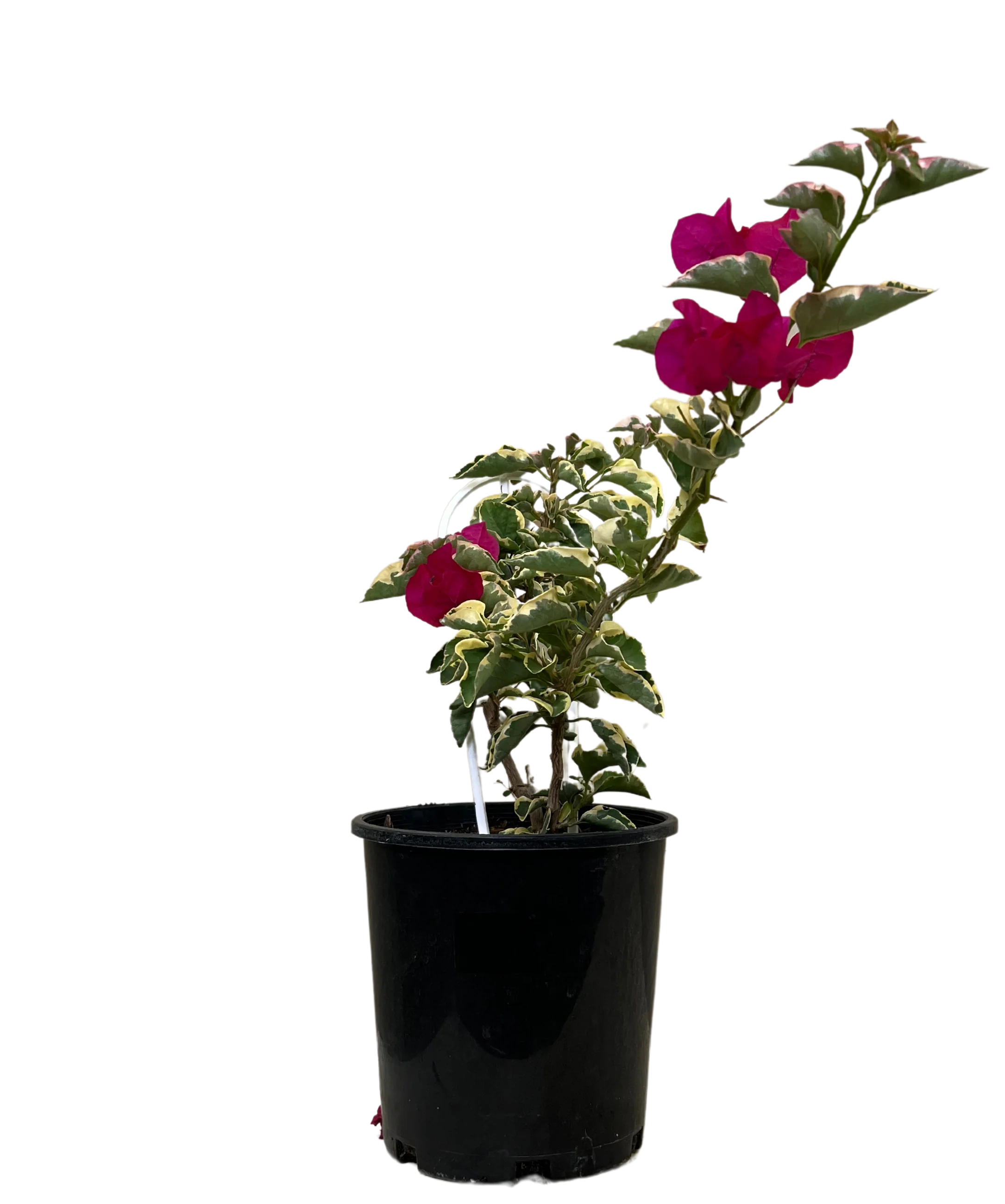 Bougainvillea Bambino Zuki - Image 2