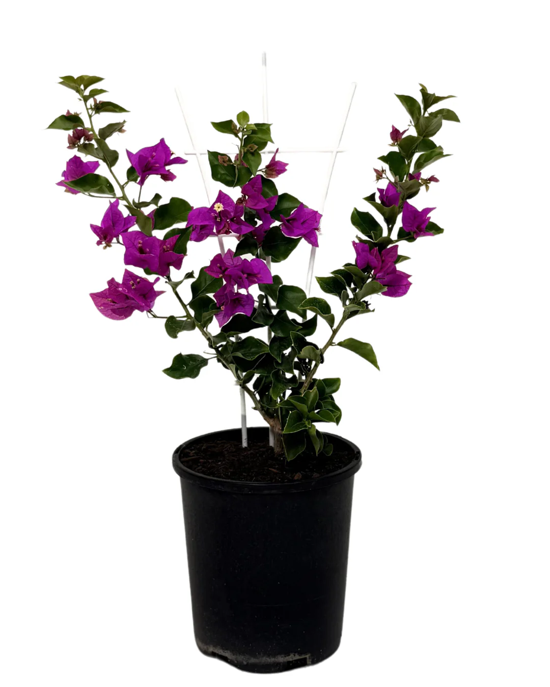 Bougainvillea Bambino Zulu