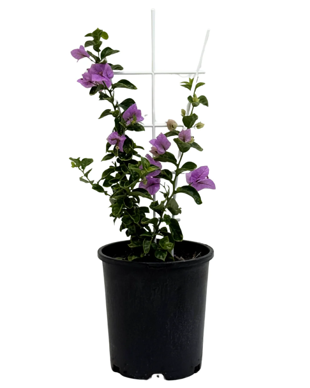 Bougainvillea Bluey