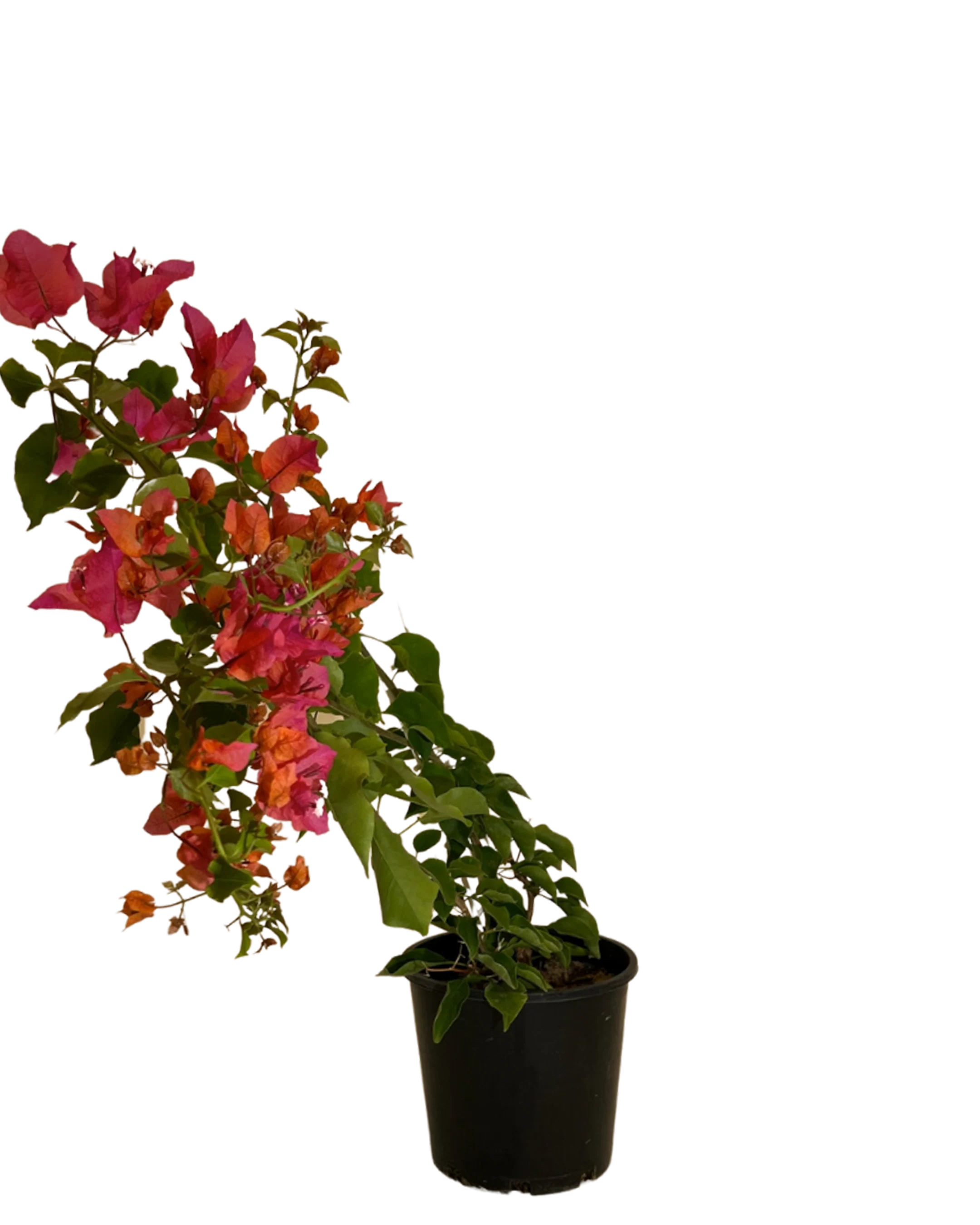 Bougainvillea Crimson Jewel