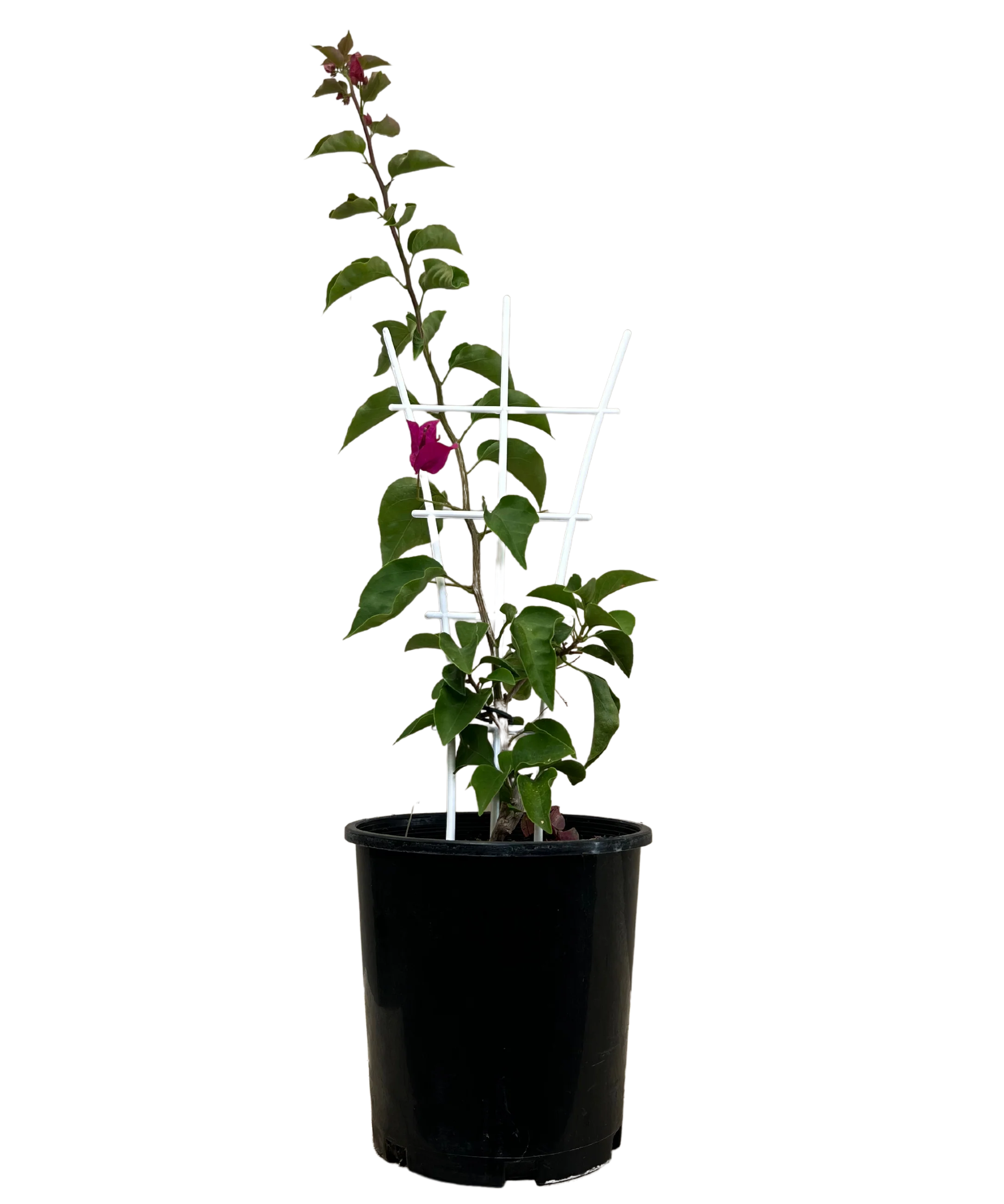 Bougainvillea Elizabeth