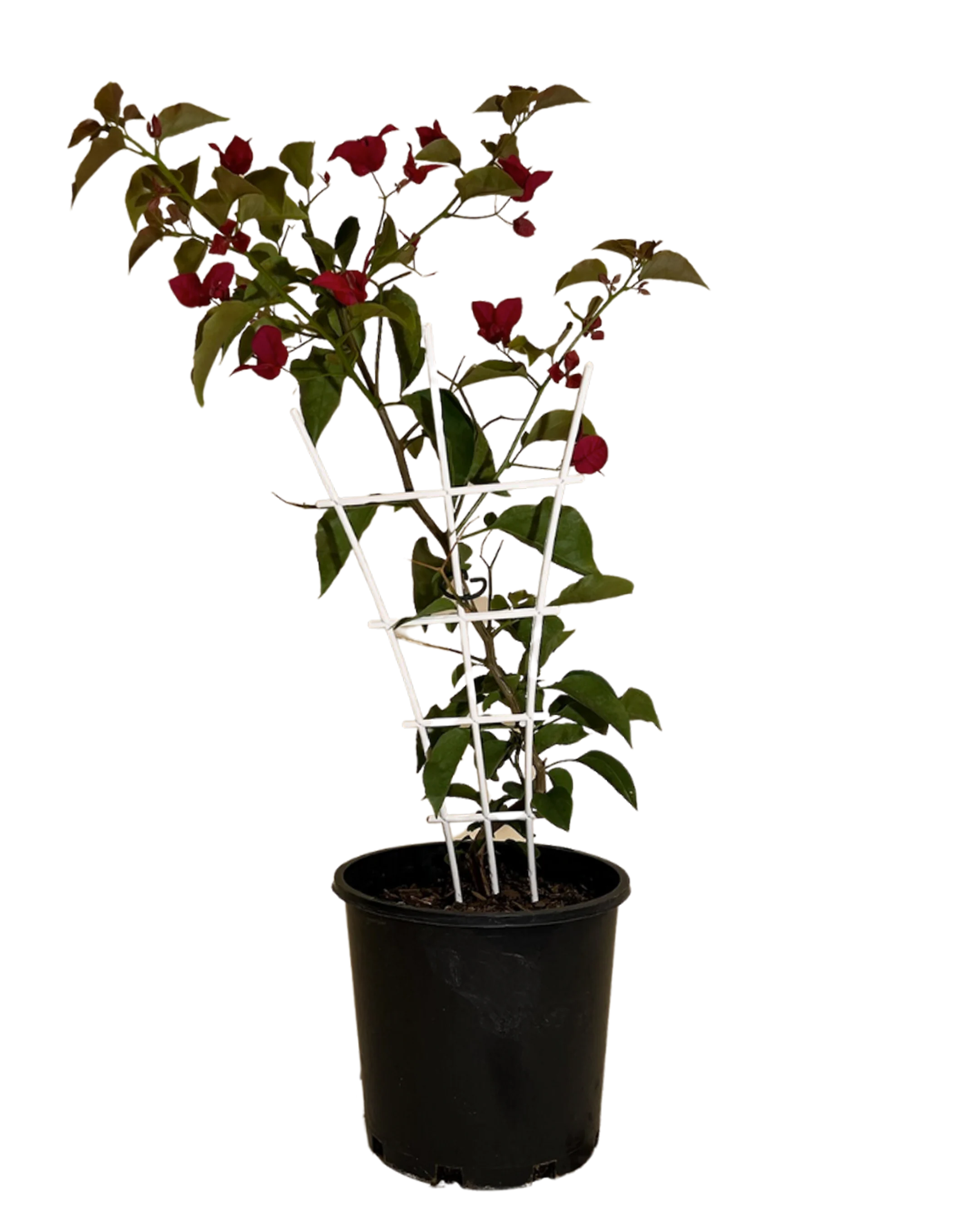 Bougainvillea Elizabeth