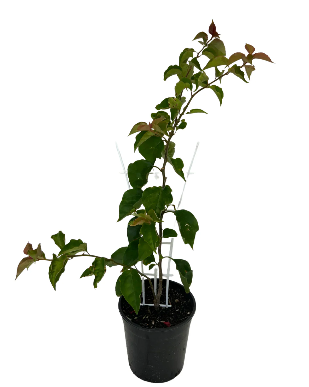 Bougainvillea Gloucester Royal - Image 2