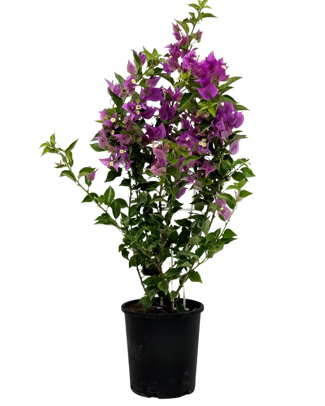 Bougainvillea Magnifica Trailii