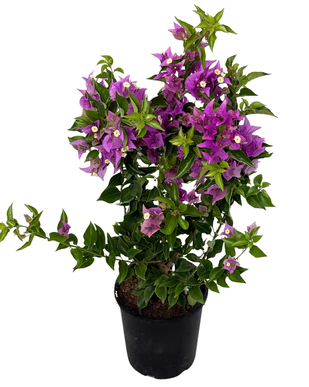 Bougainvillea Magnifica Trailii - Image 2