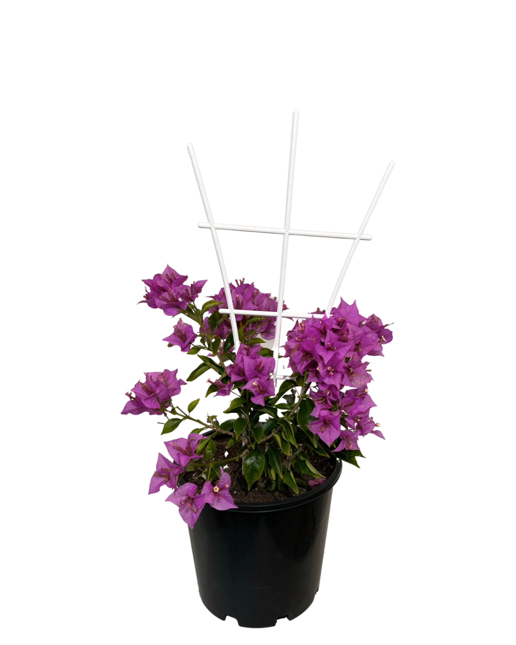 Bougainvillea Magnifica Trailii