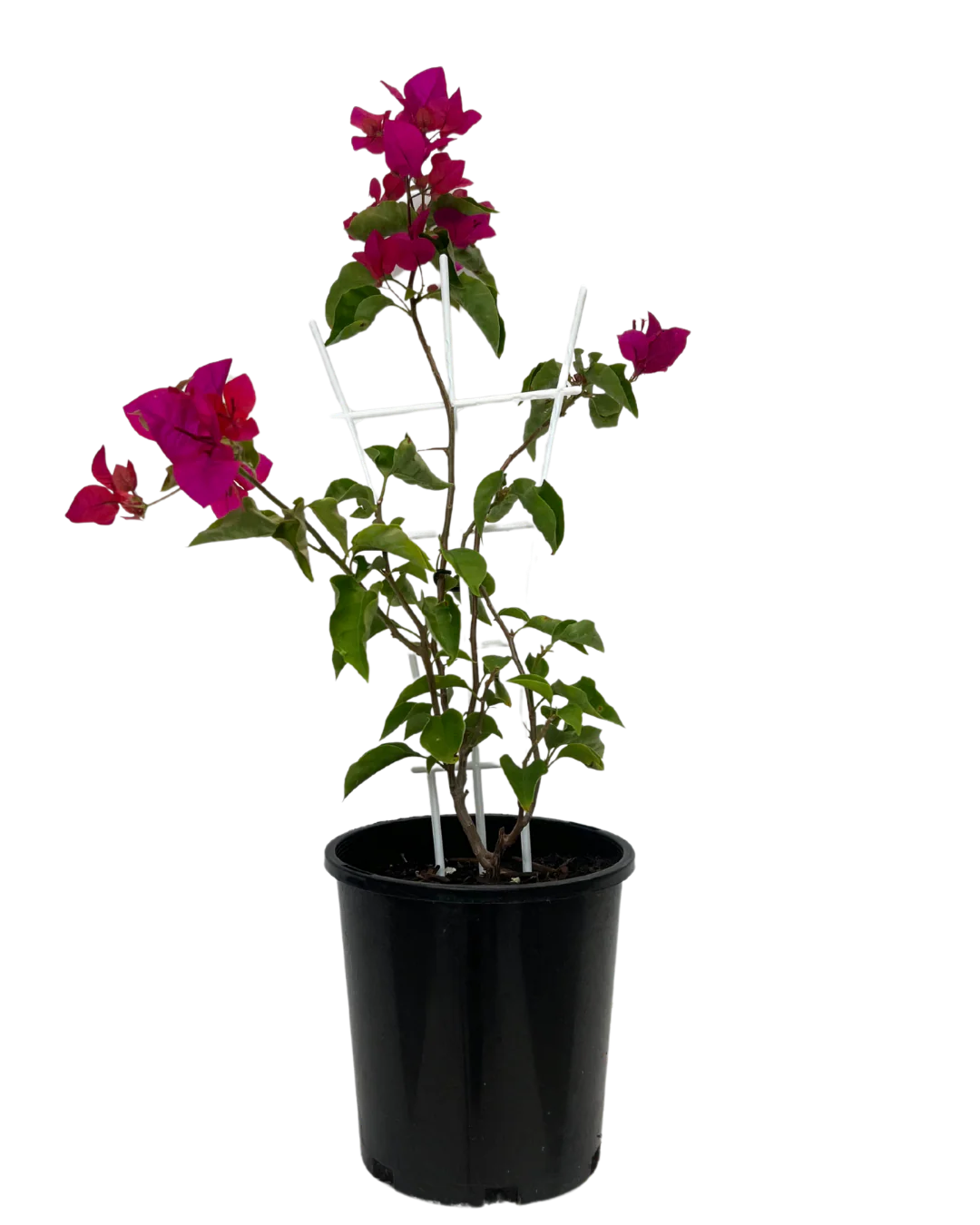 Bougainvillea Mahatma Ghandi