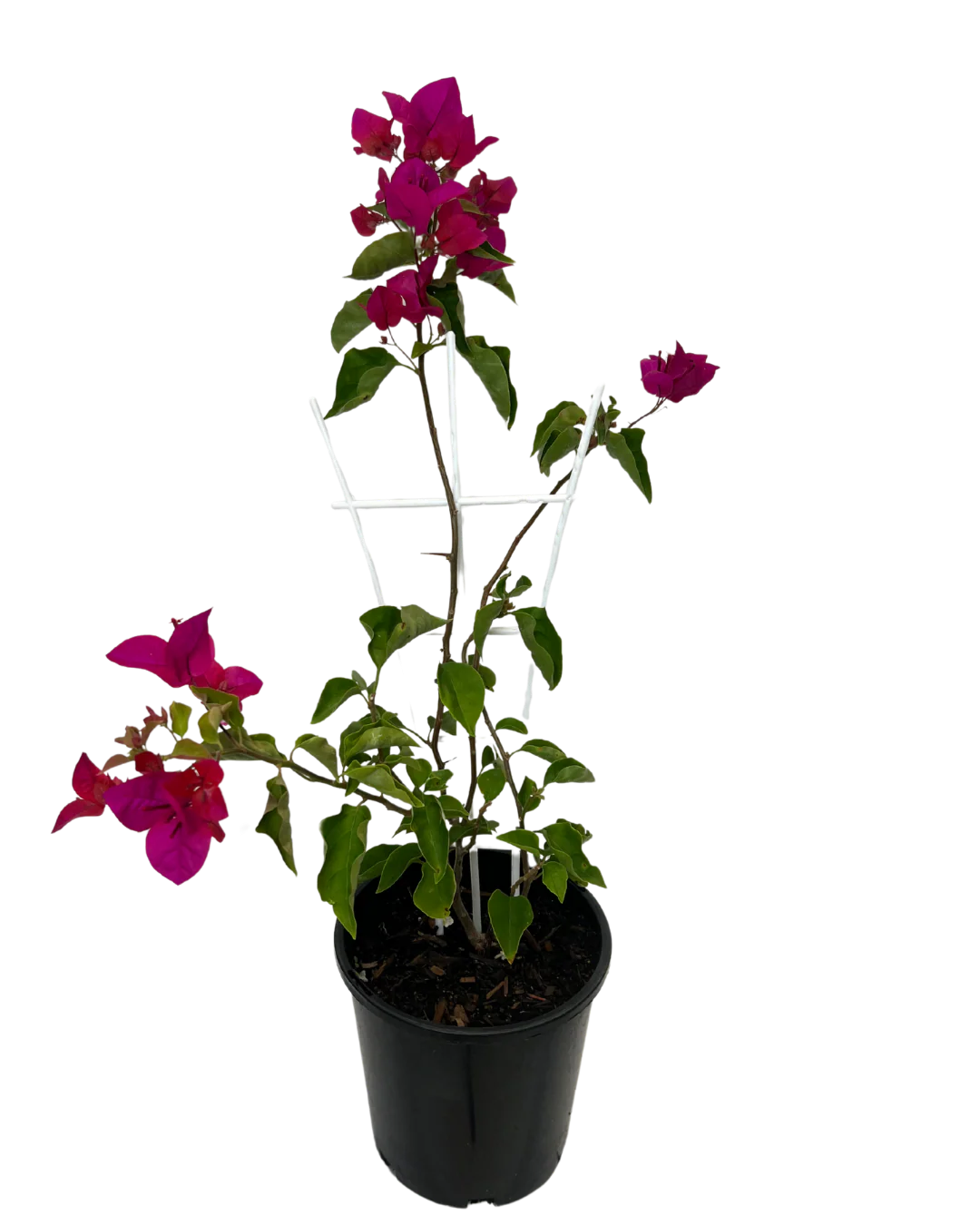 Bougainvillea Mahatma Ghandi - Image 2