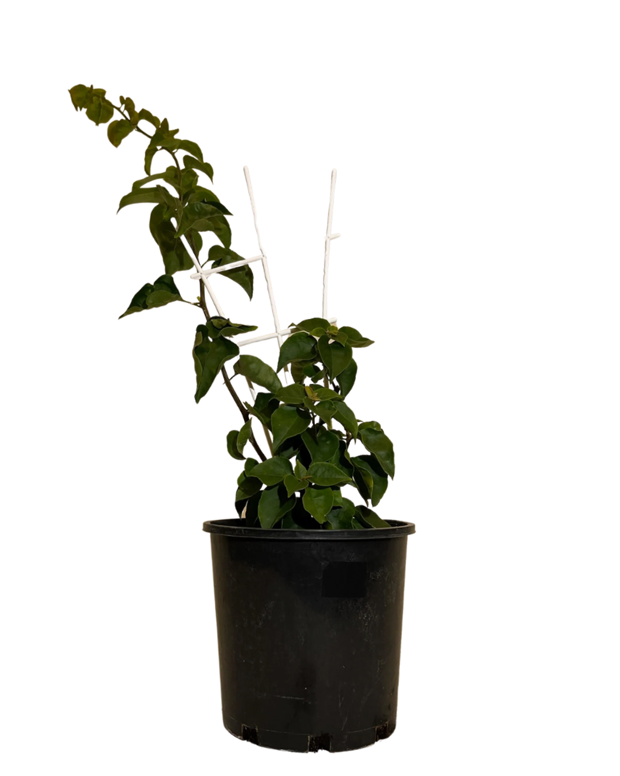 Bougainvillea Mrs Butt