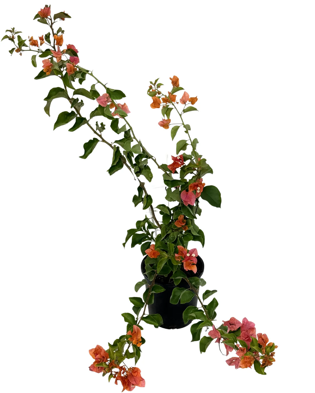 Bougainvillea Orange Glory - Image 2