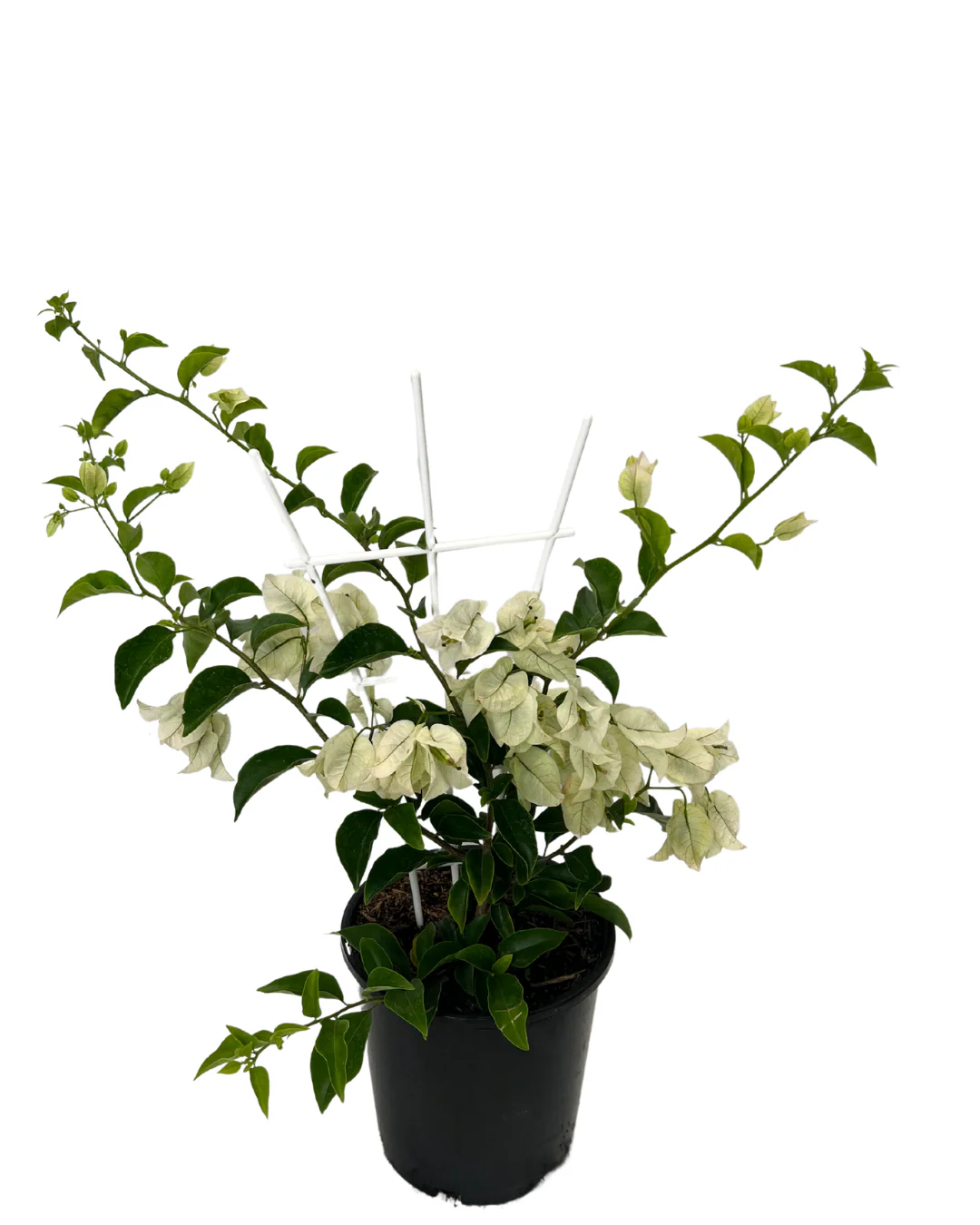Bougainvillea White Cascade - Image 2