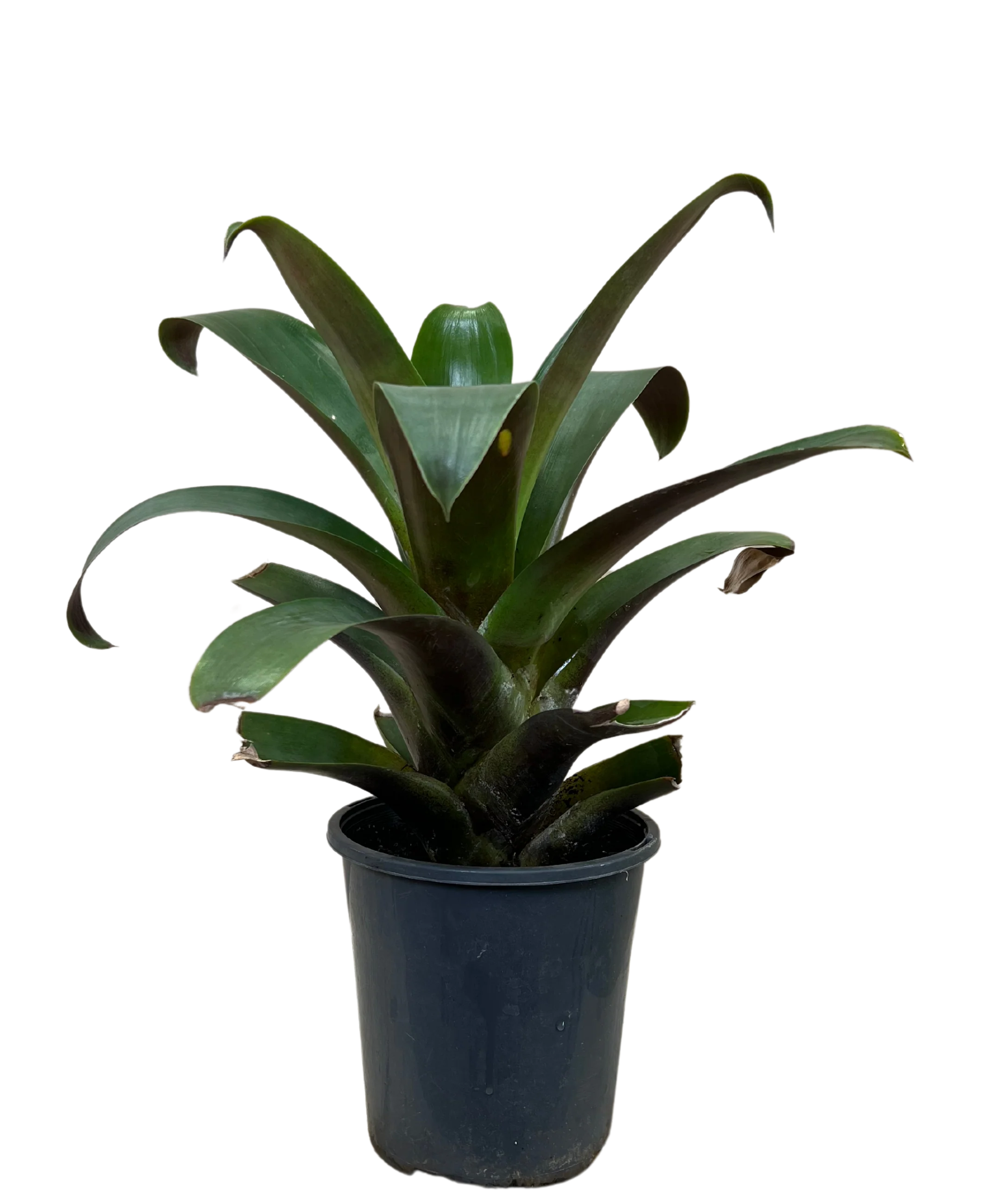 Bromeliad - Alcantarea Imperialis Rubra