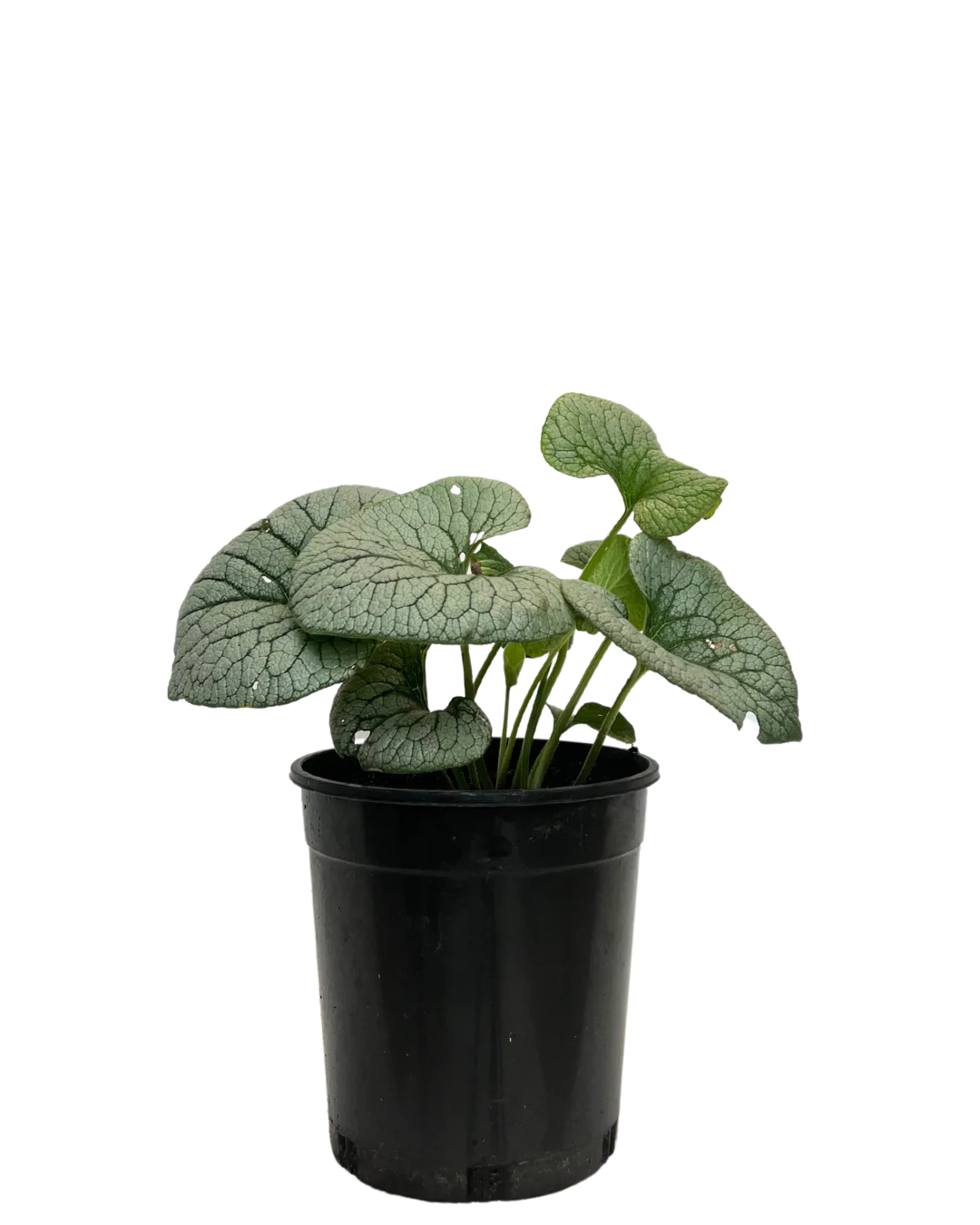 Brunnera Stirling Silver