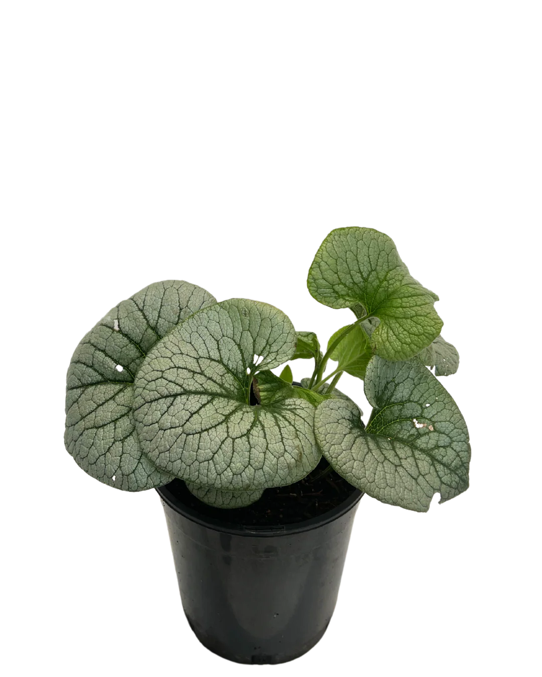 Brunnera Stirling Silver - Image 2