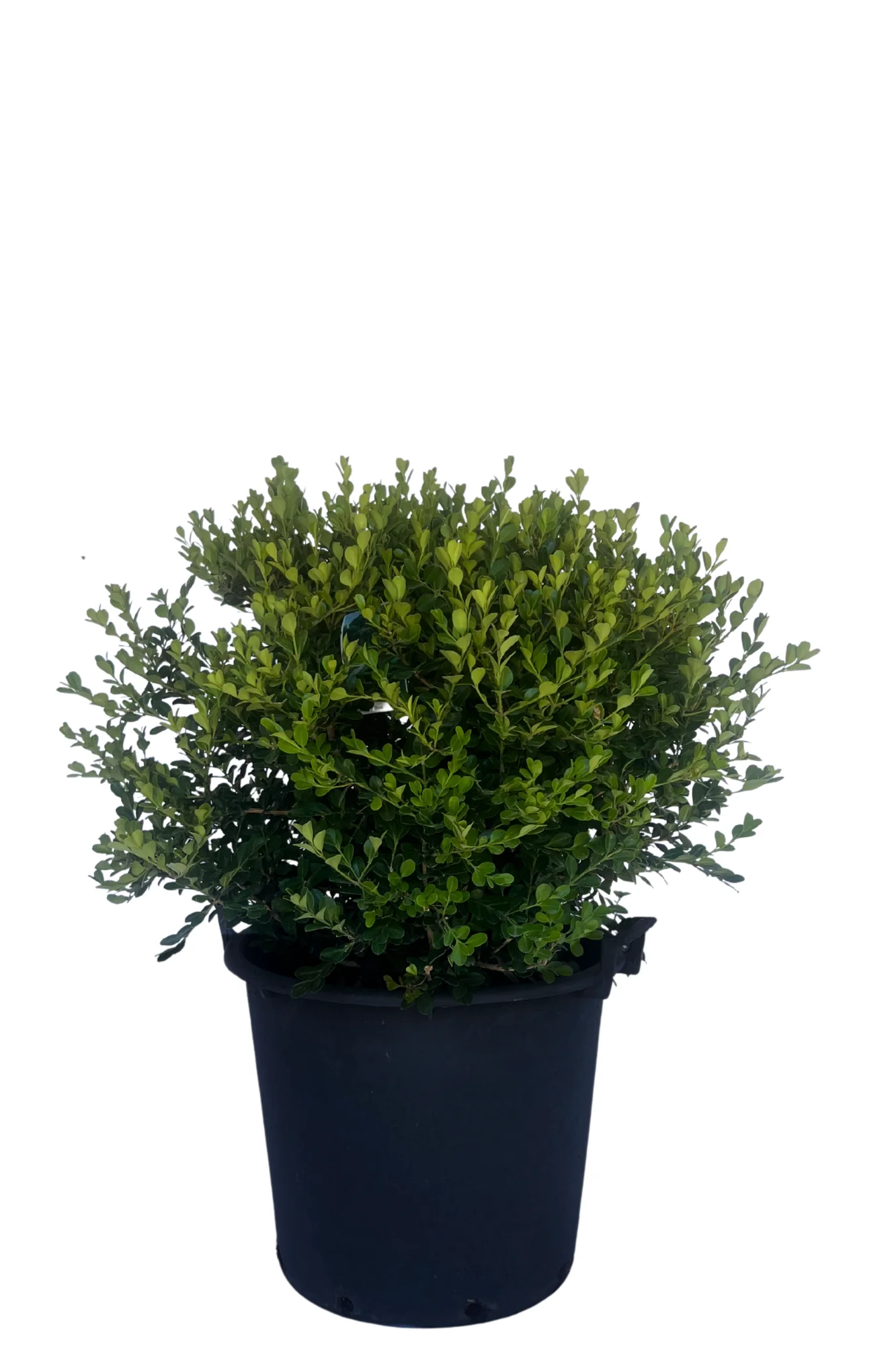 Buxus Japonica Low Topiary Ball