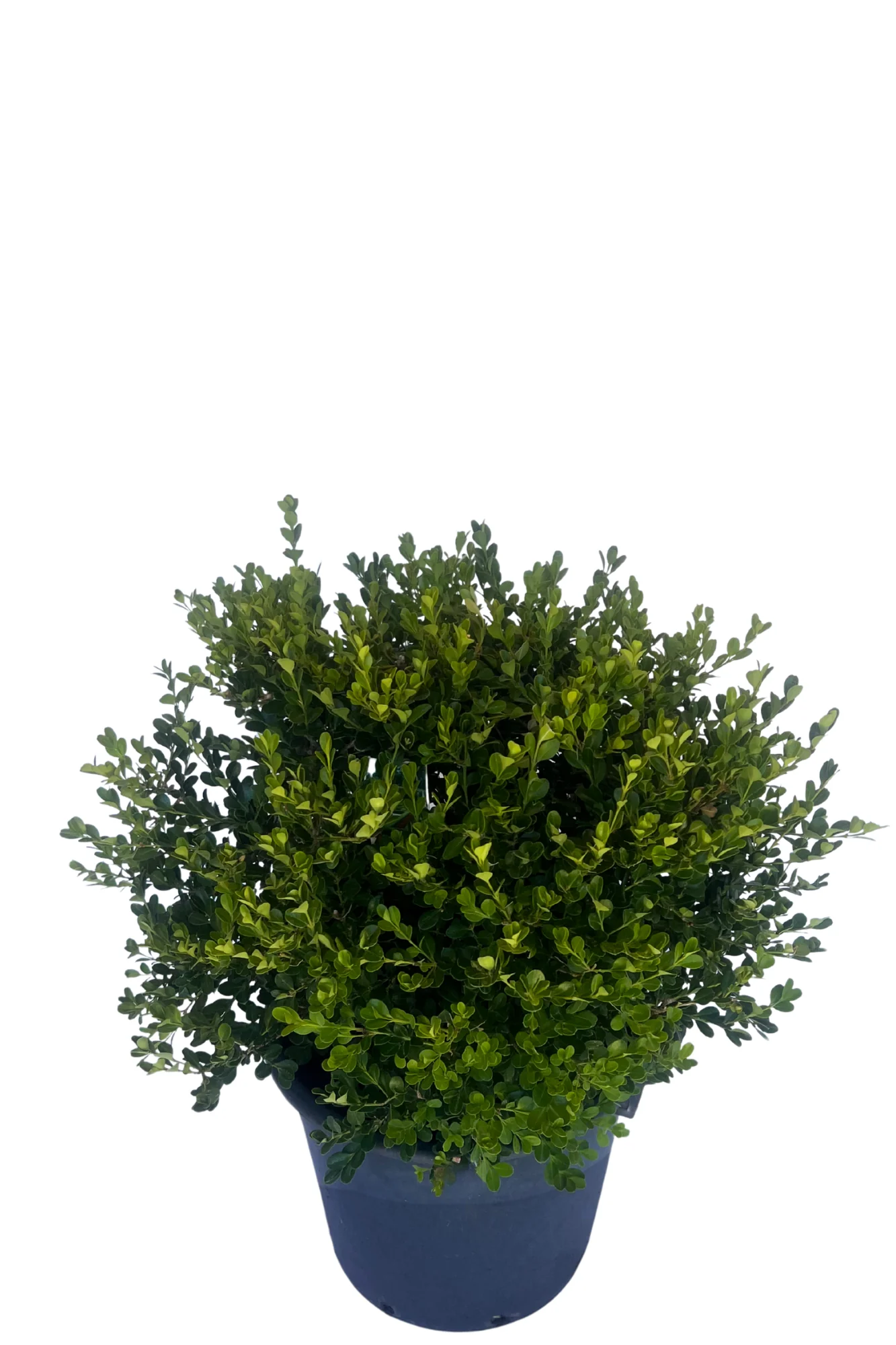 Buxus Japonica Low Topiary Ball - Image 2