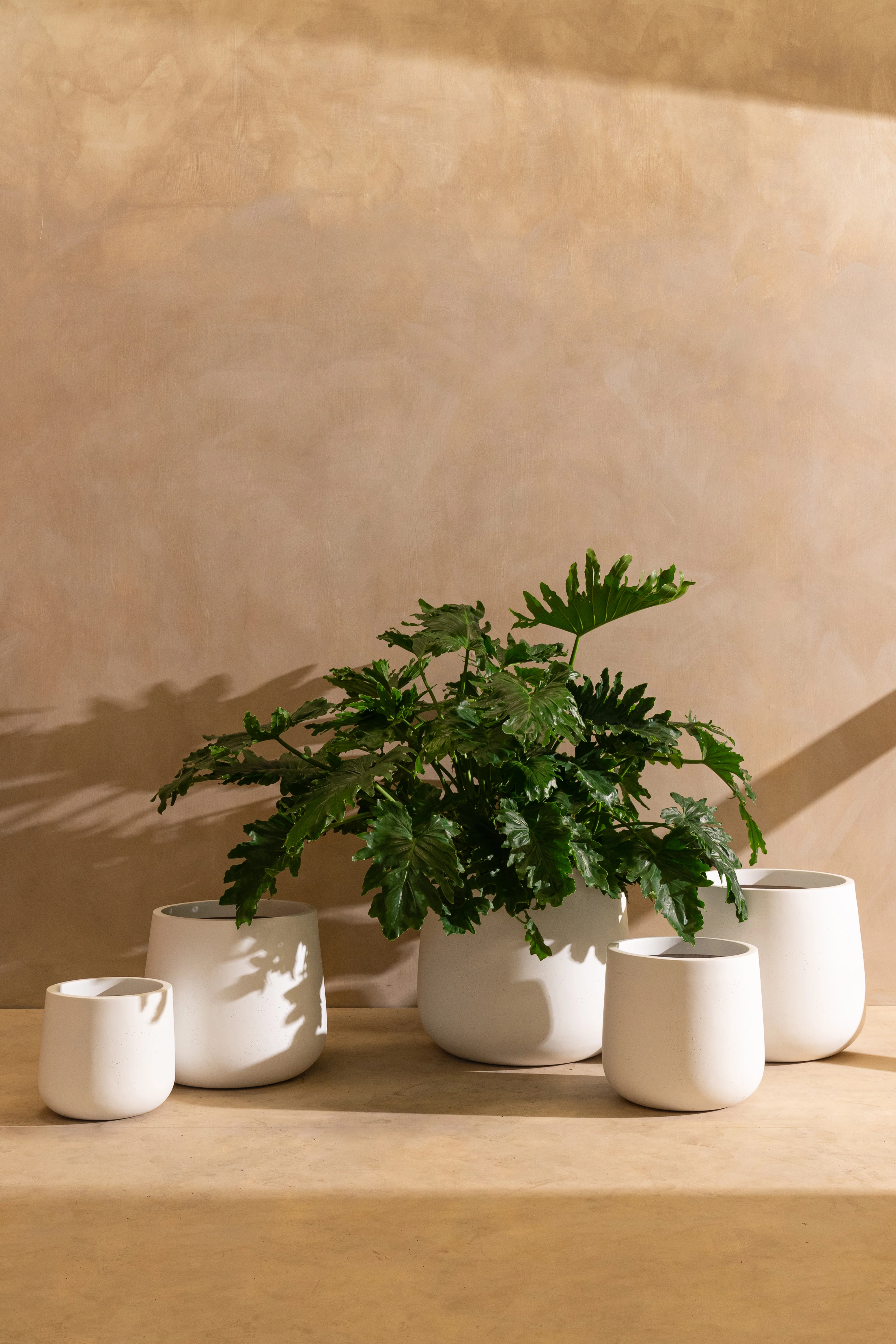 Caladenia Pot - Image 2