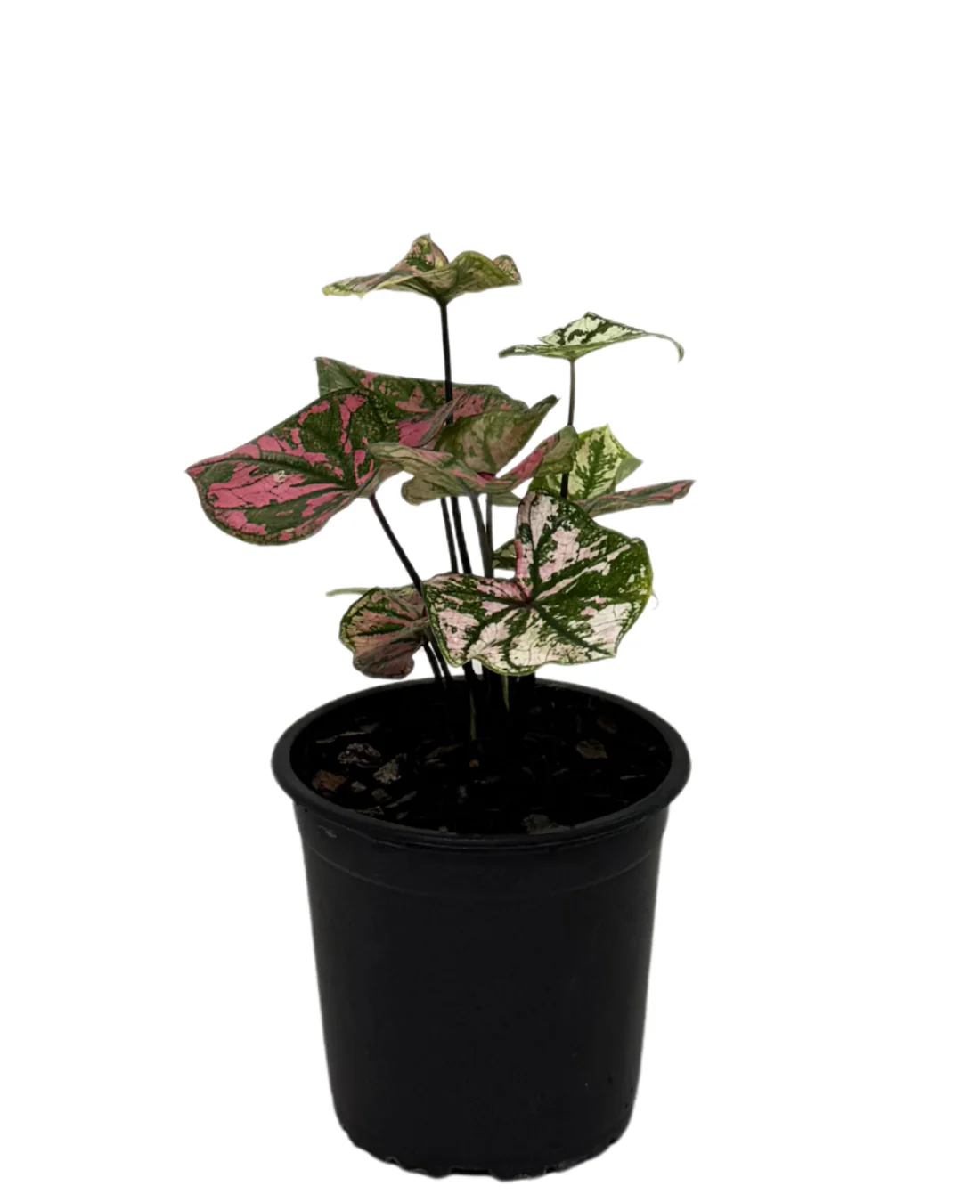 Caladium Purple Light