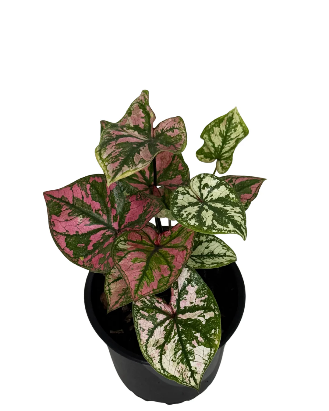 Caladium Purple Light - Image 2
