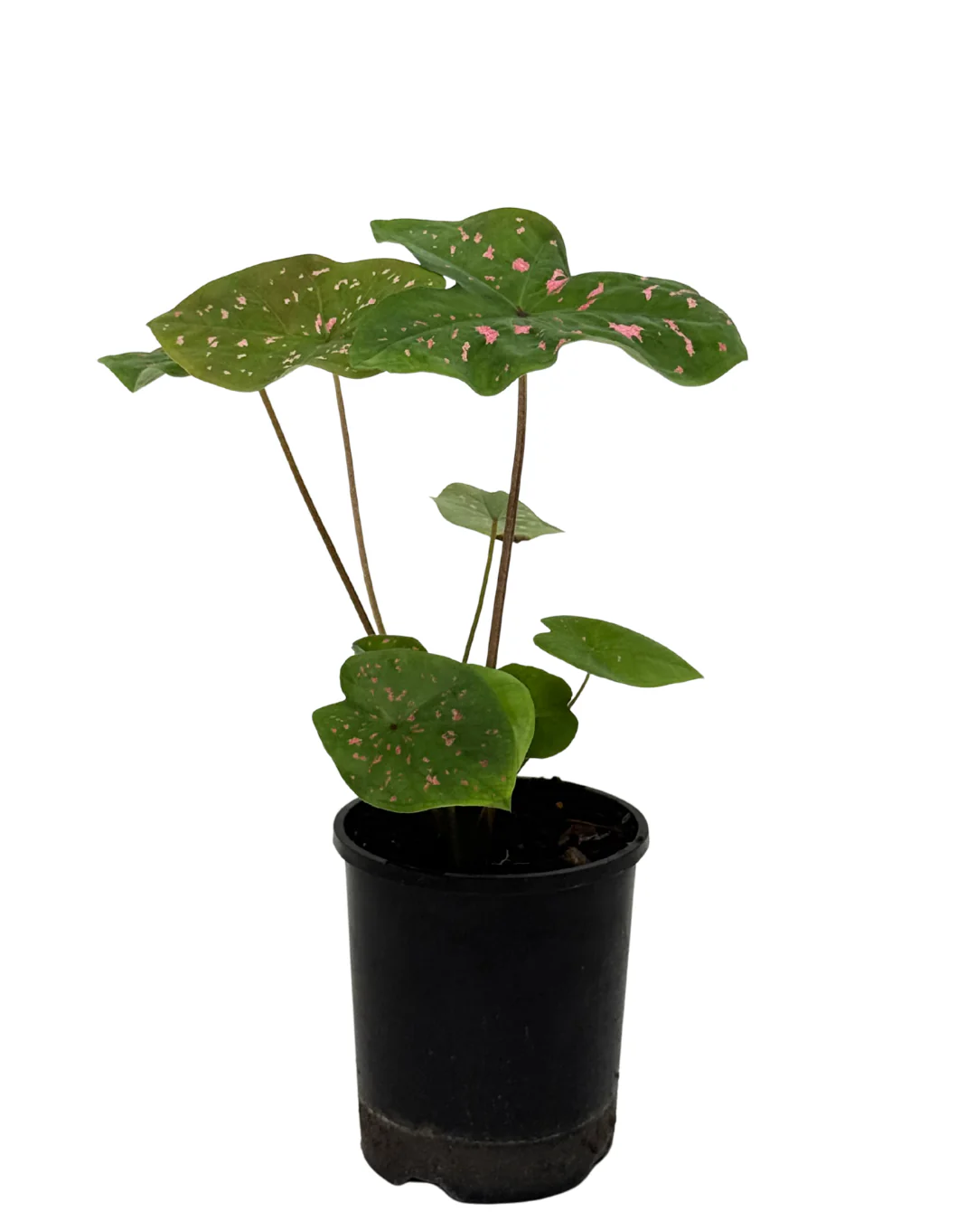 Caladium Raspberry Ripple