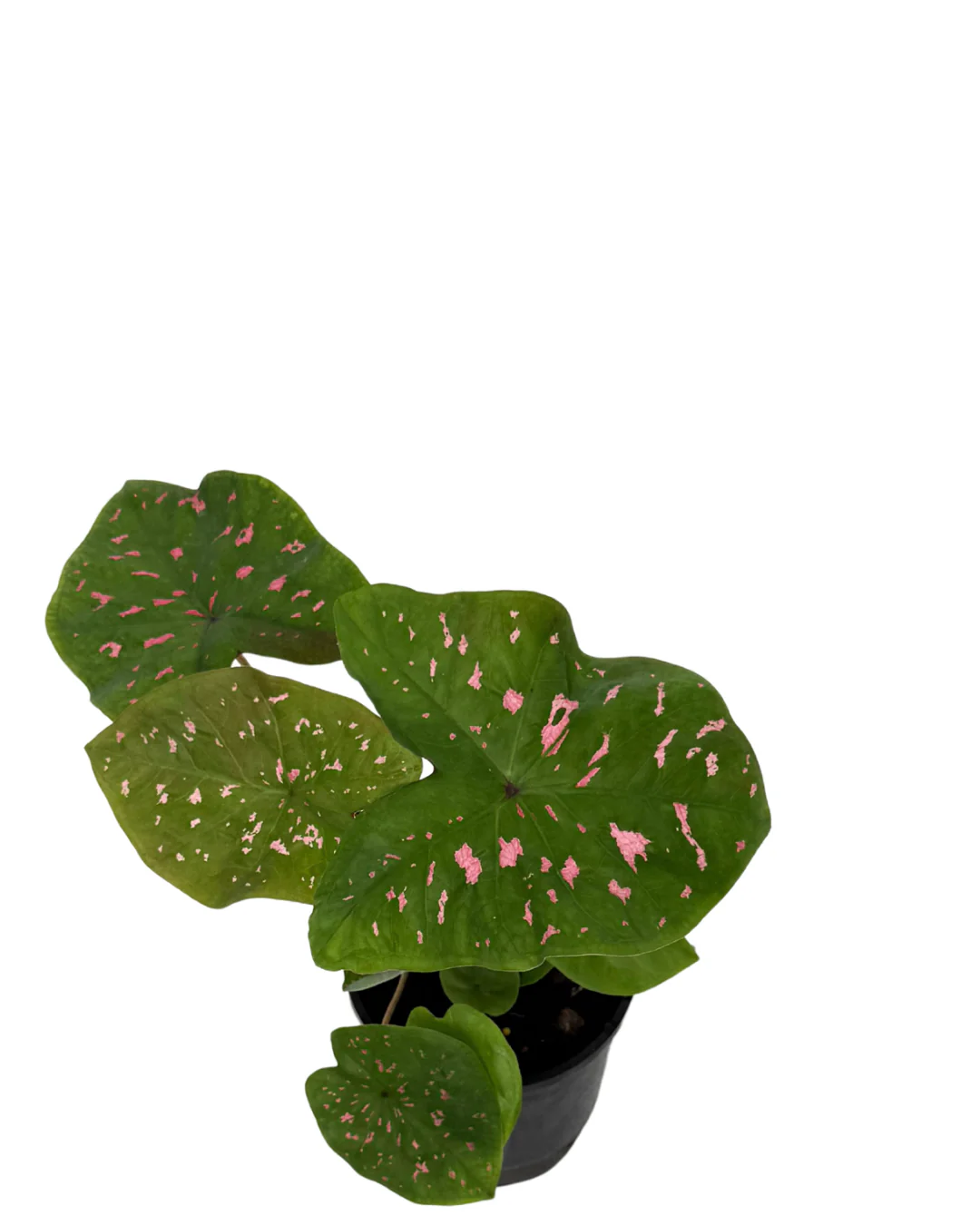 Caladium Raspberry Ripple - Image 2