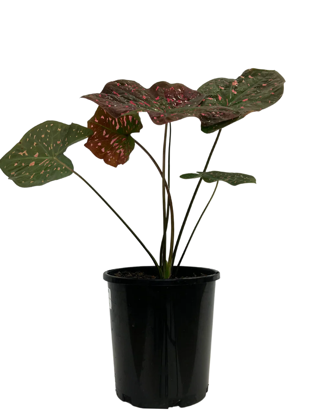 Caladium Raspberry Ripple