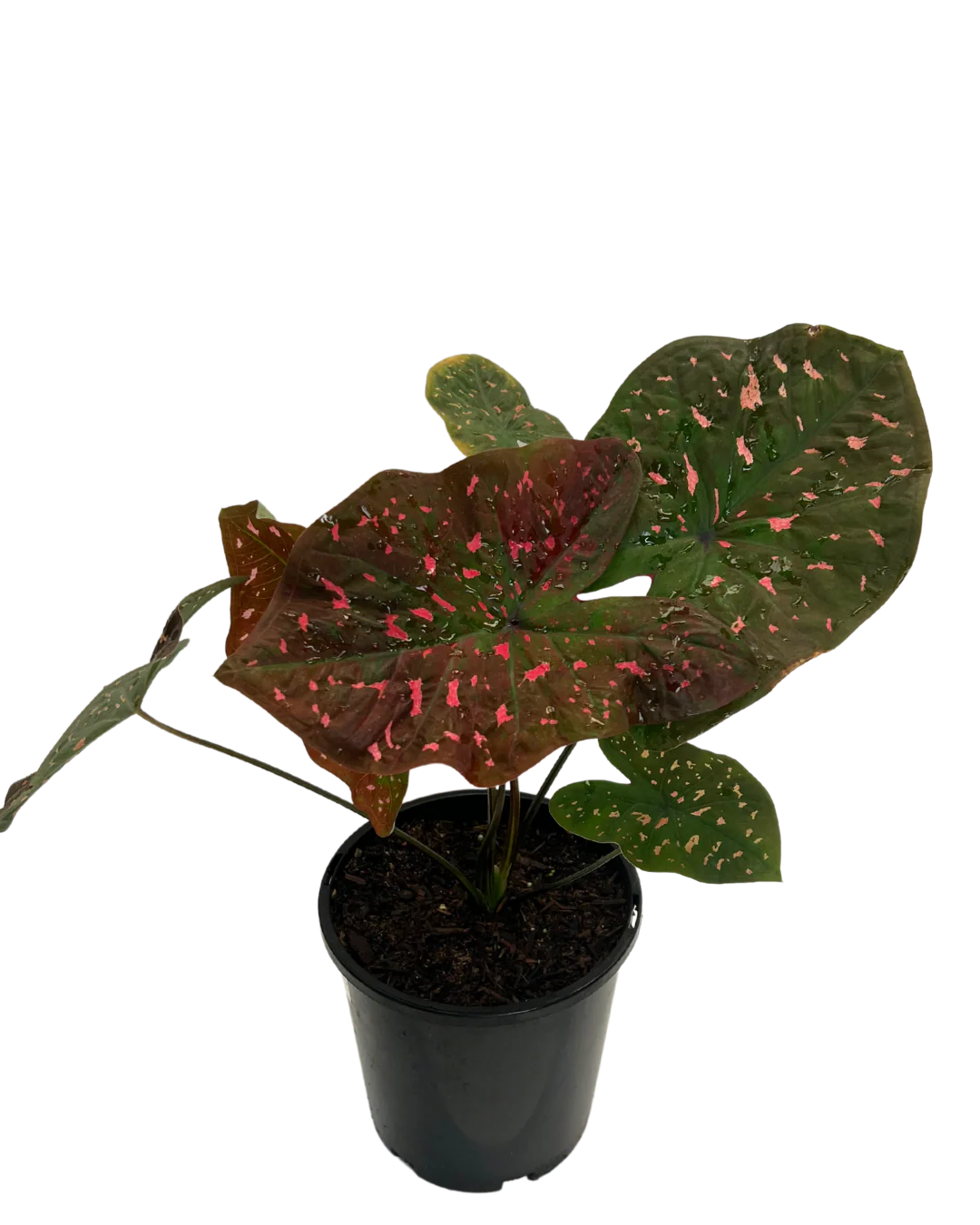 Caladium Raspberry Ripple - Image 2