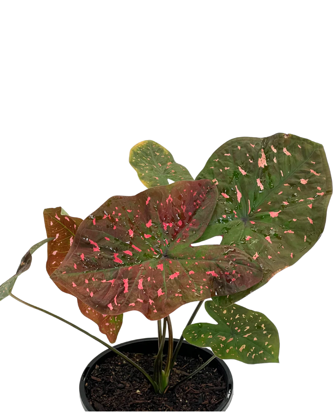 Caladium Raspberry Ripple - Image 3