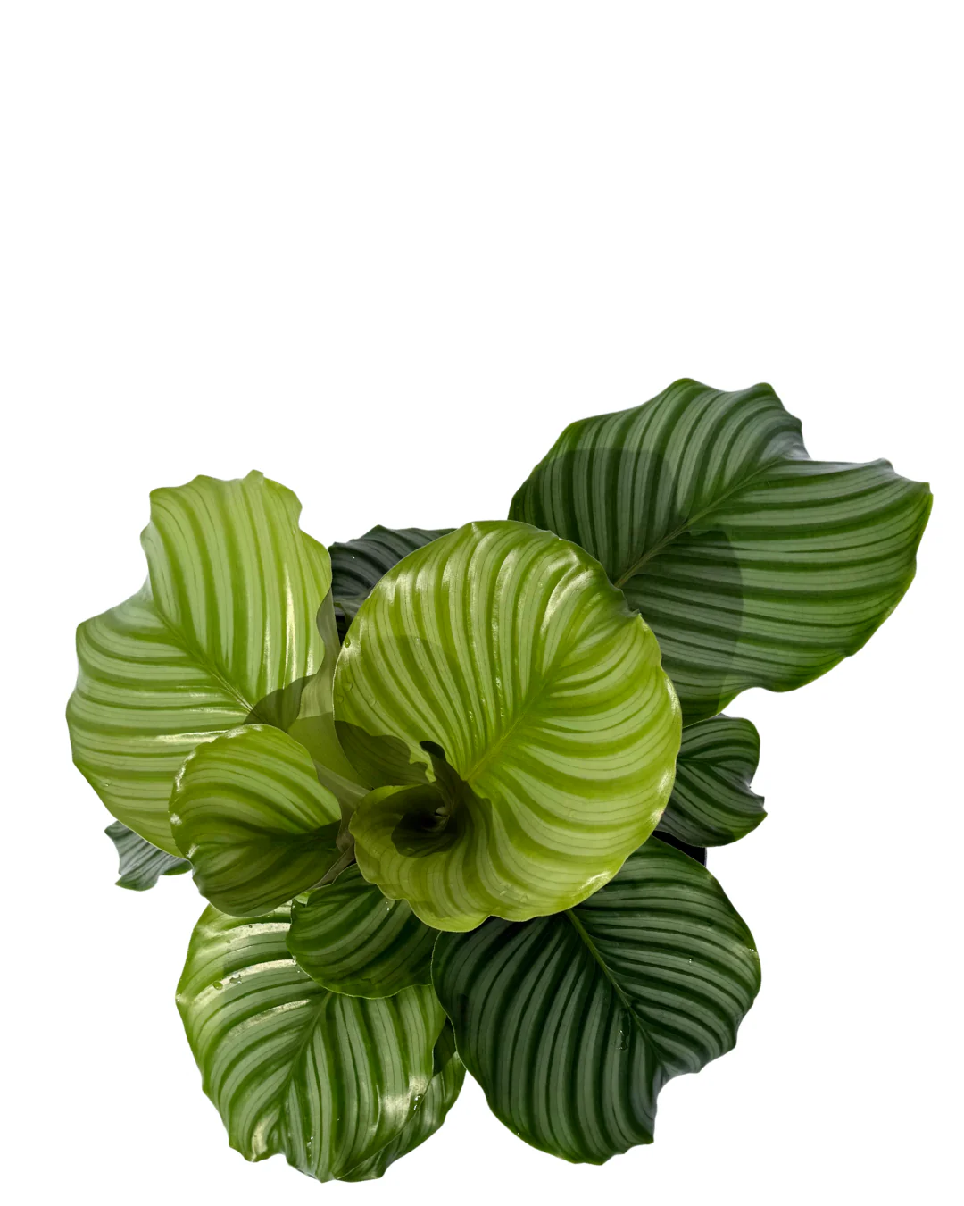 Calathea Orbifolia - Image 2