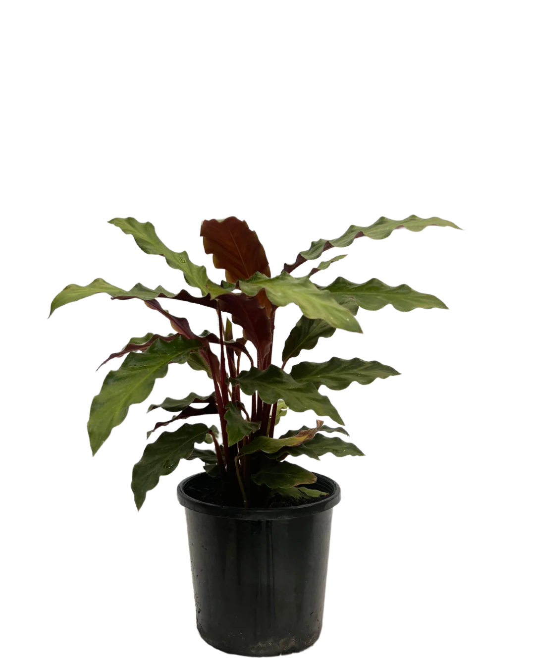 Calathea Rufibarba