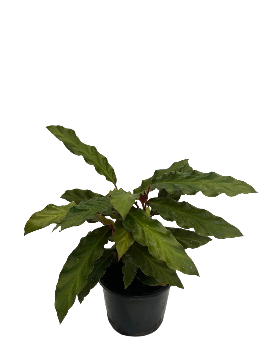 Calathea Rufibarba - Image 2
