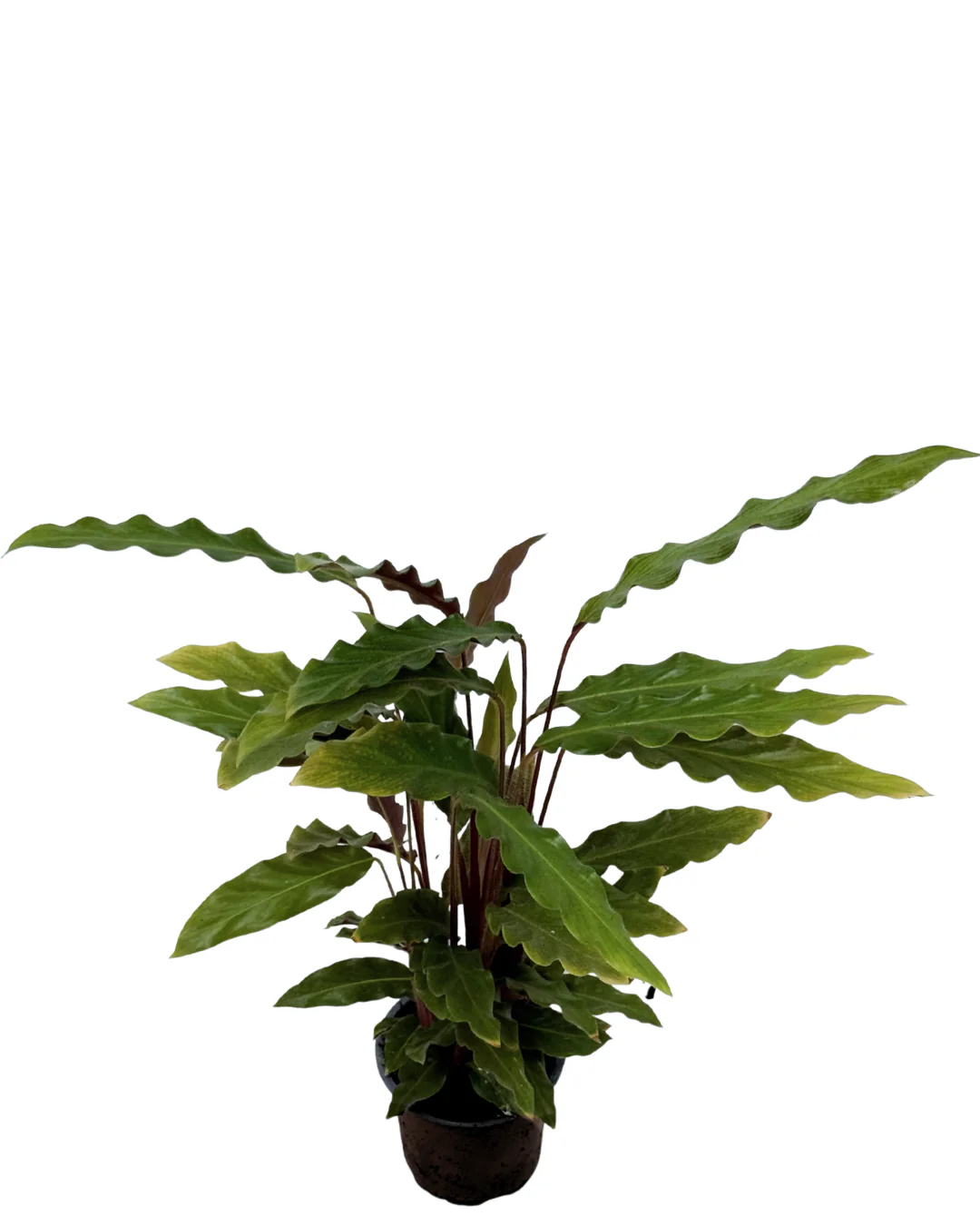 Calathea Rufibarba - Image 2