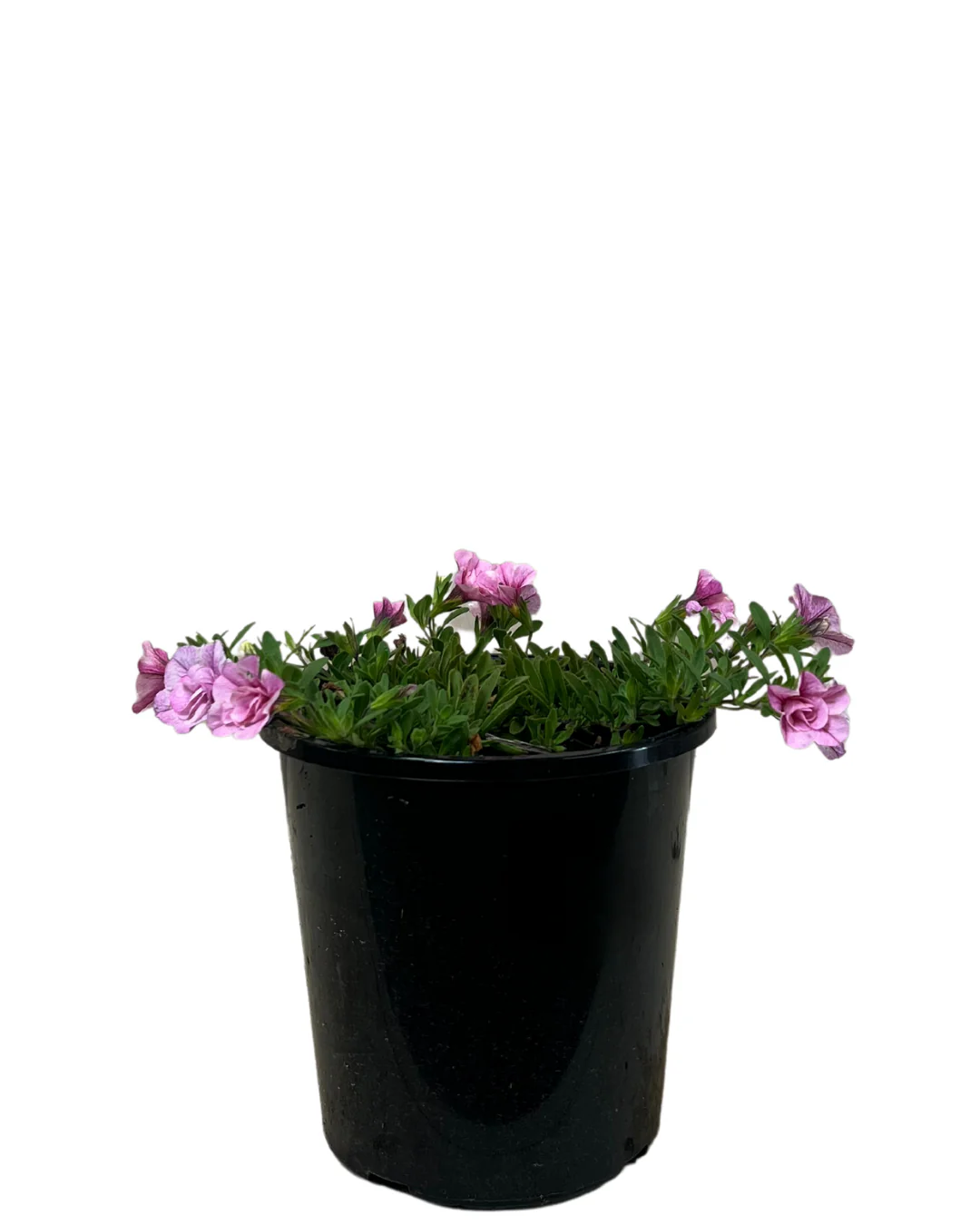 Calibrachoa Double Pinktastic