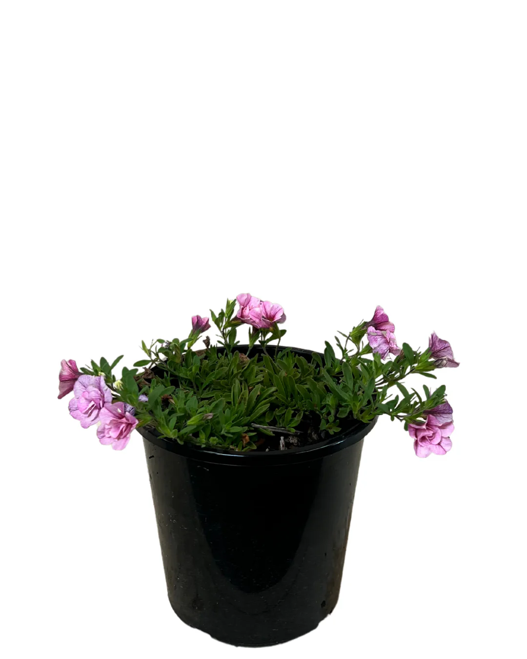 Calibrachoa Double Pinktastic - Image 2