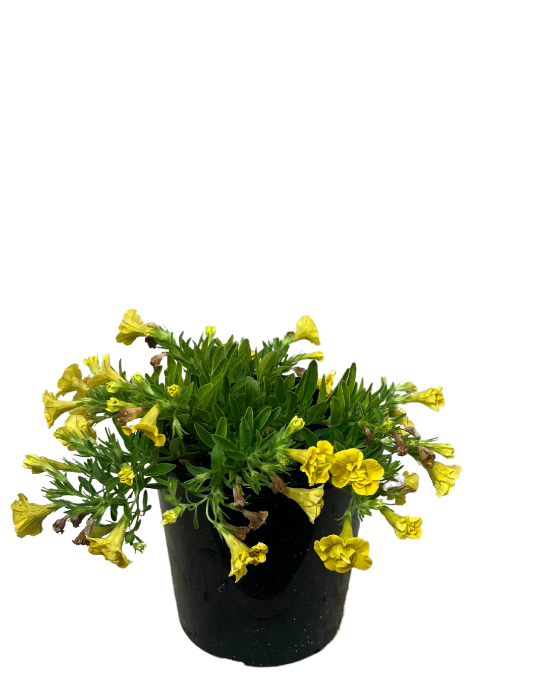 Calibrachoa Double Yellow - Image 2