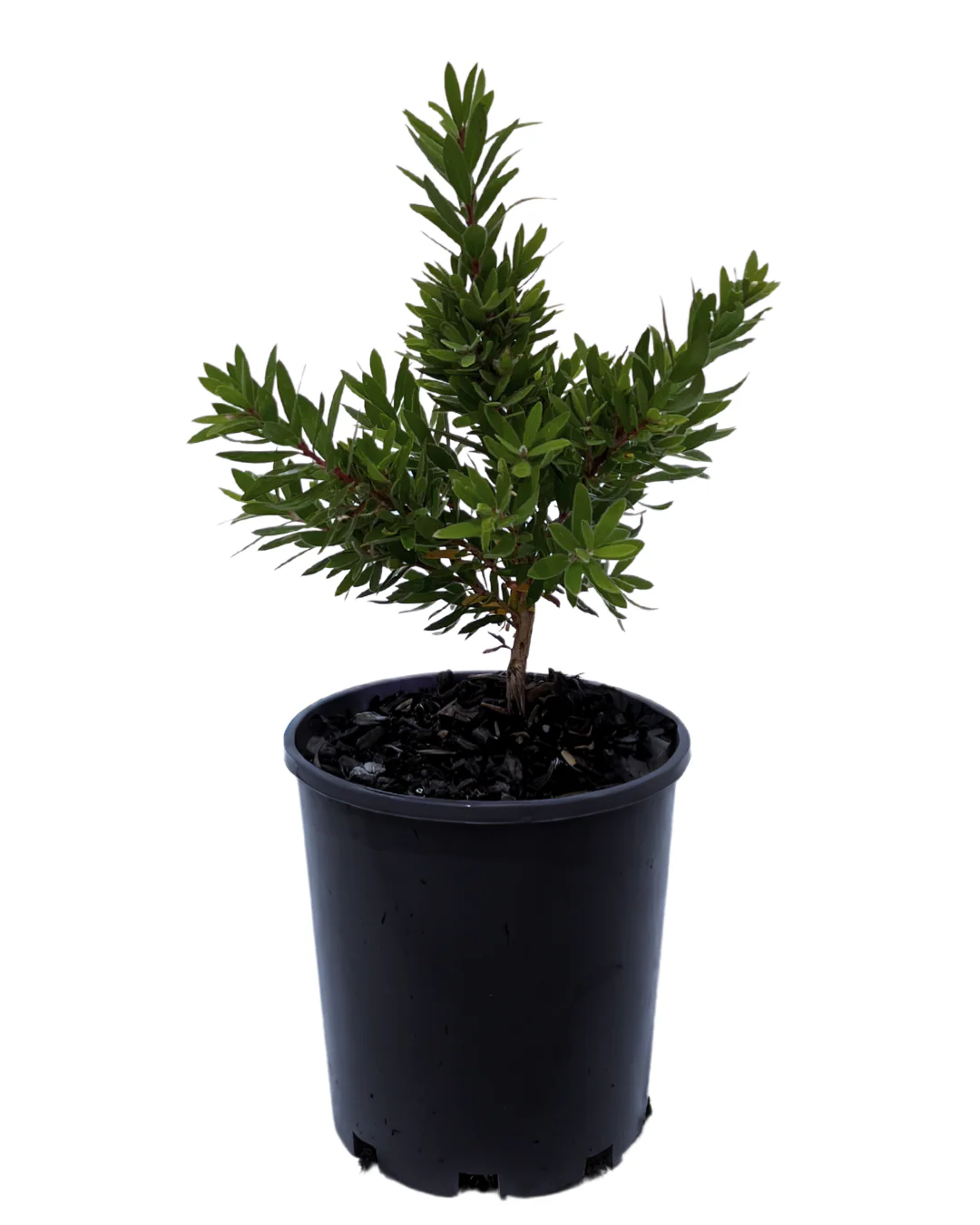 Callistemon Better John