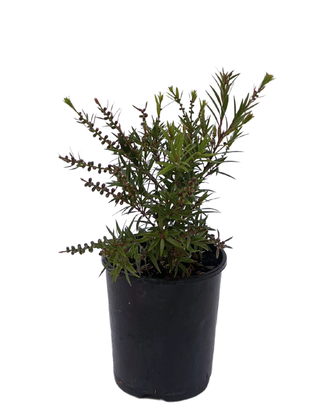 Callistemon Captain Cook