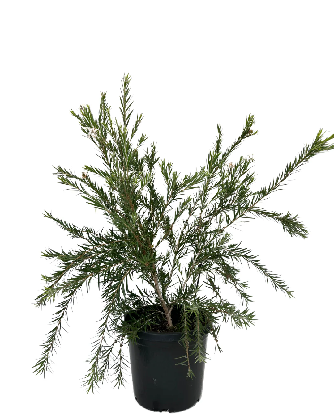 Callistemon Dawson River Weeper