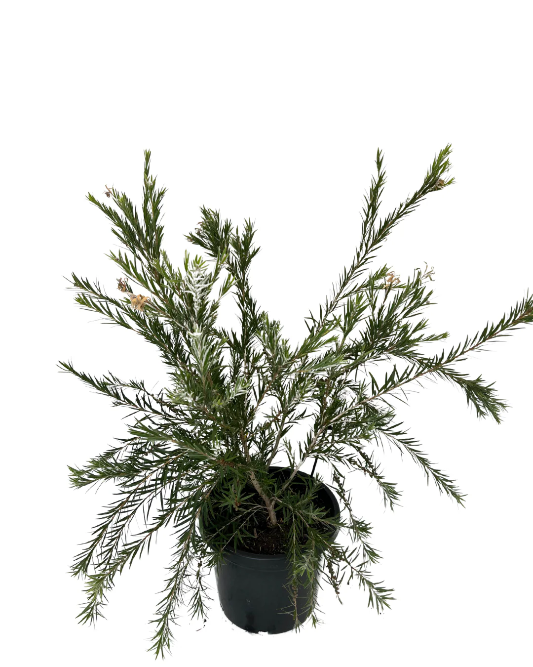 Callistemon Dawson River Weeper - Image 2