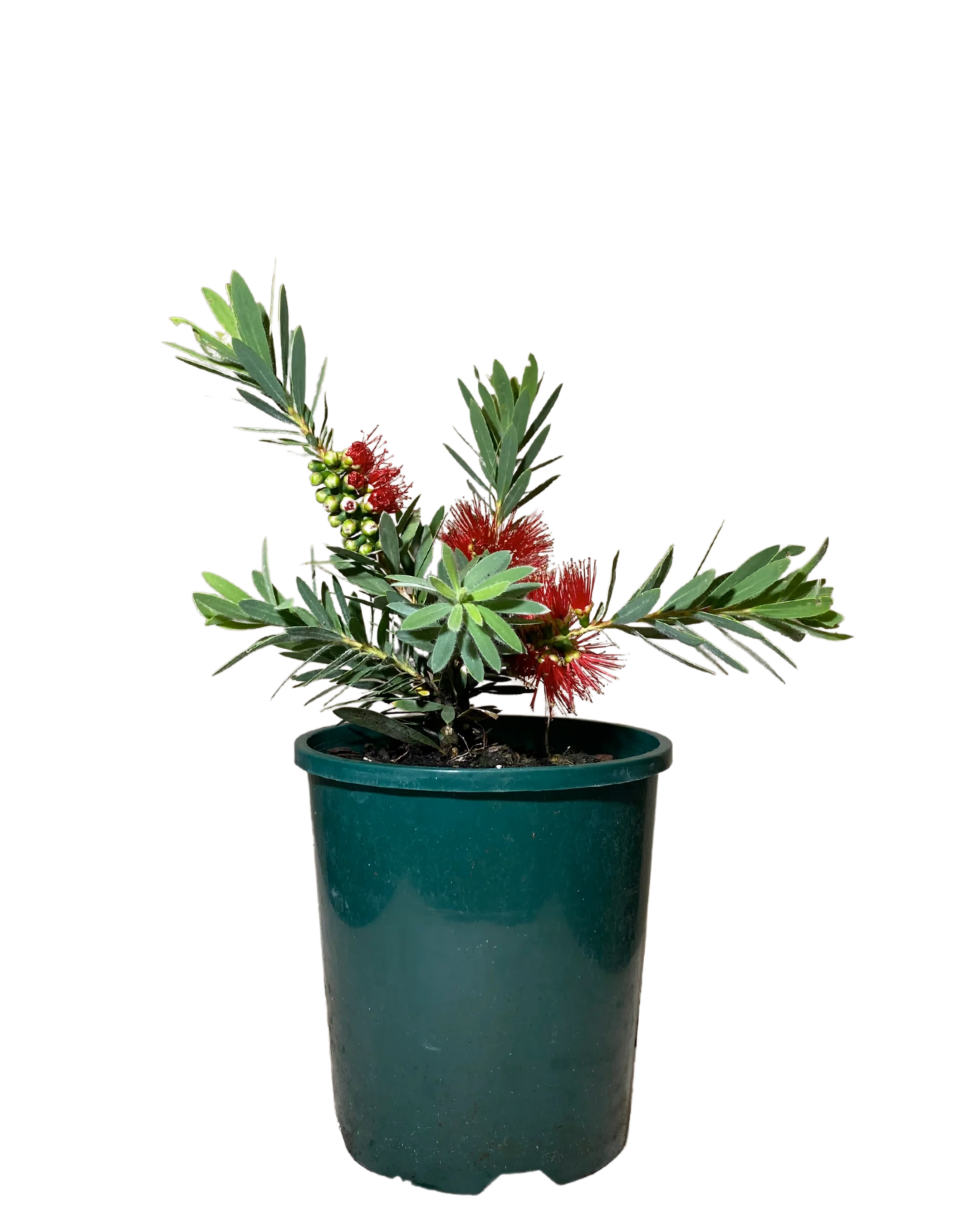 Callistemon Little John