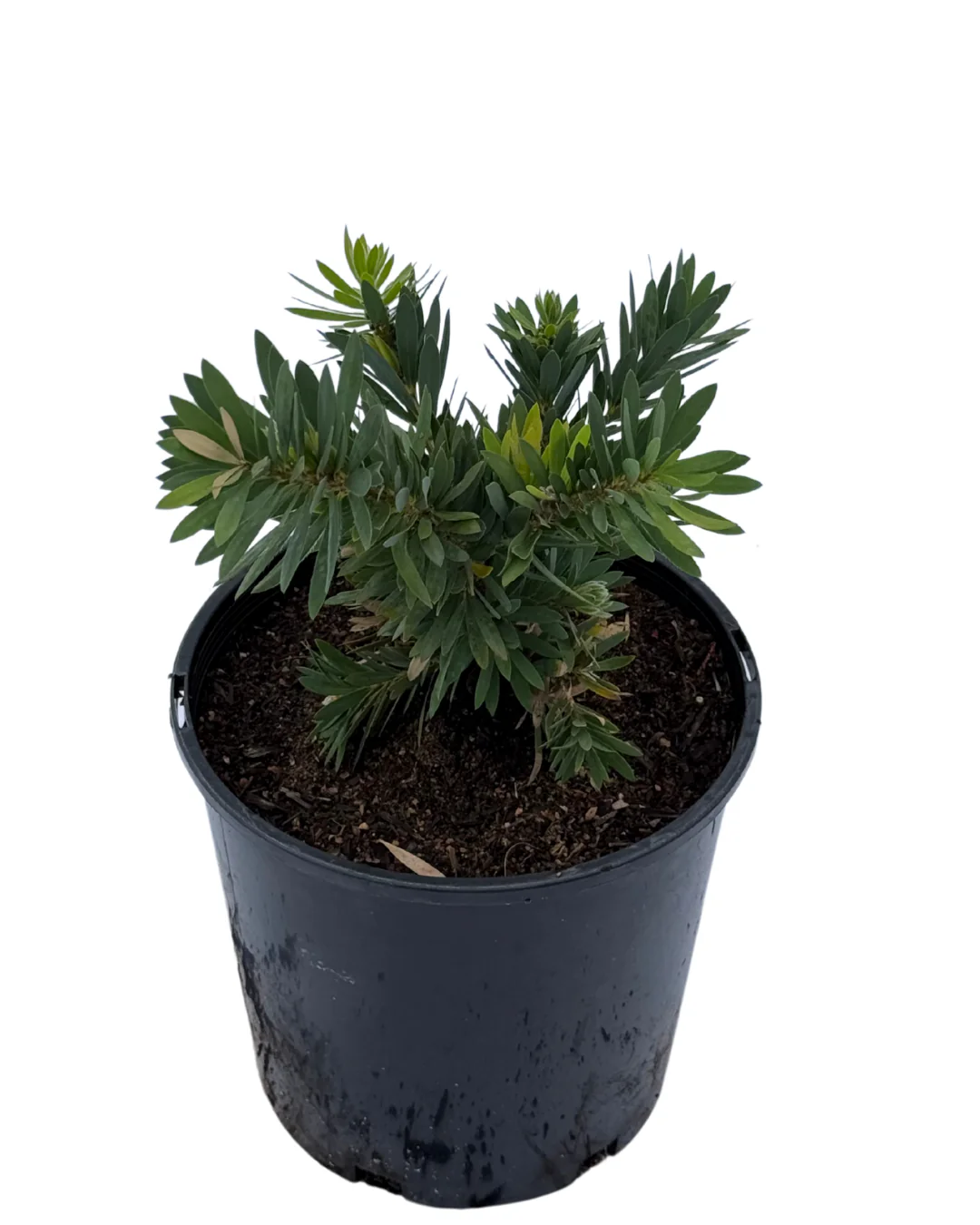 Callistemon Little John - Image 2
